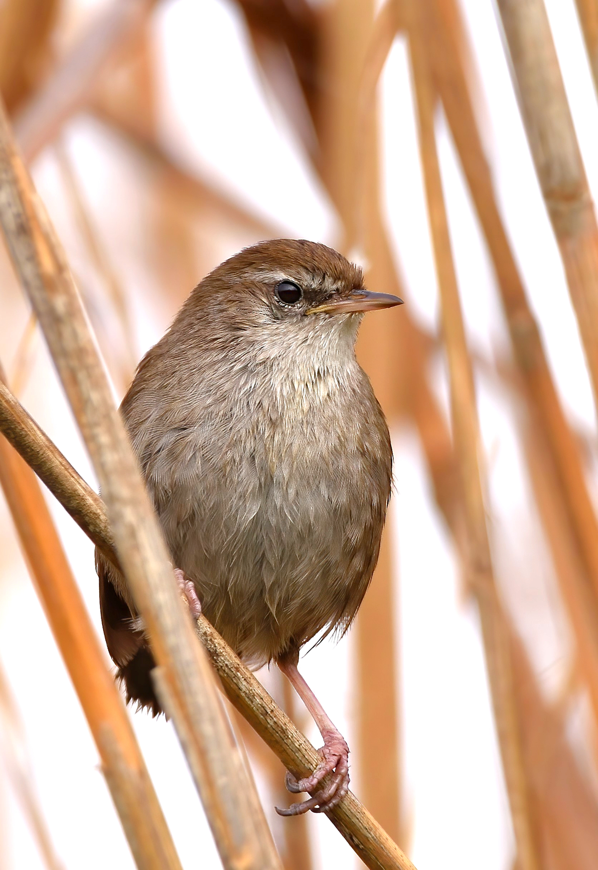 River Nightingale