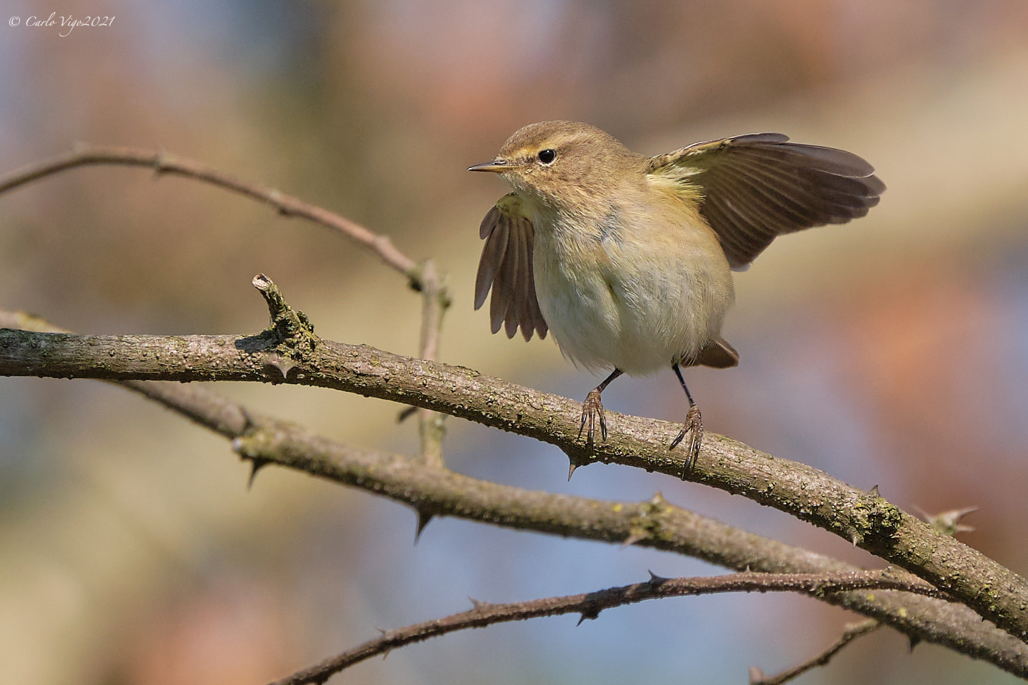 Luì piccolo equilibrista