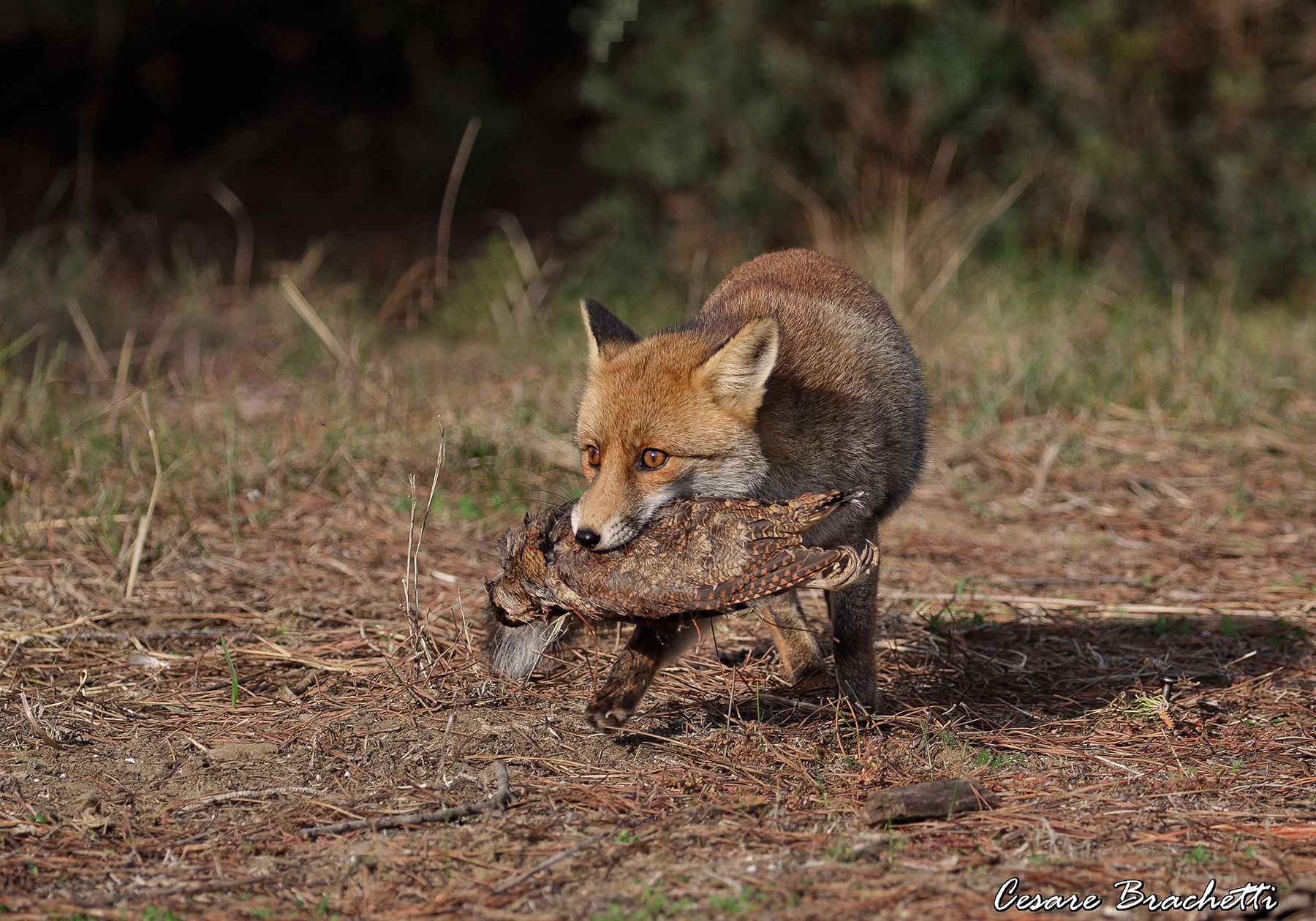 fox with scum
