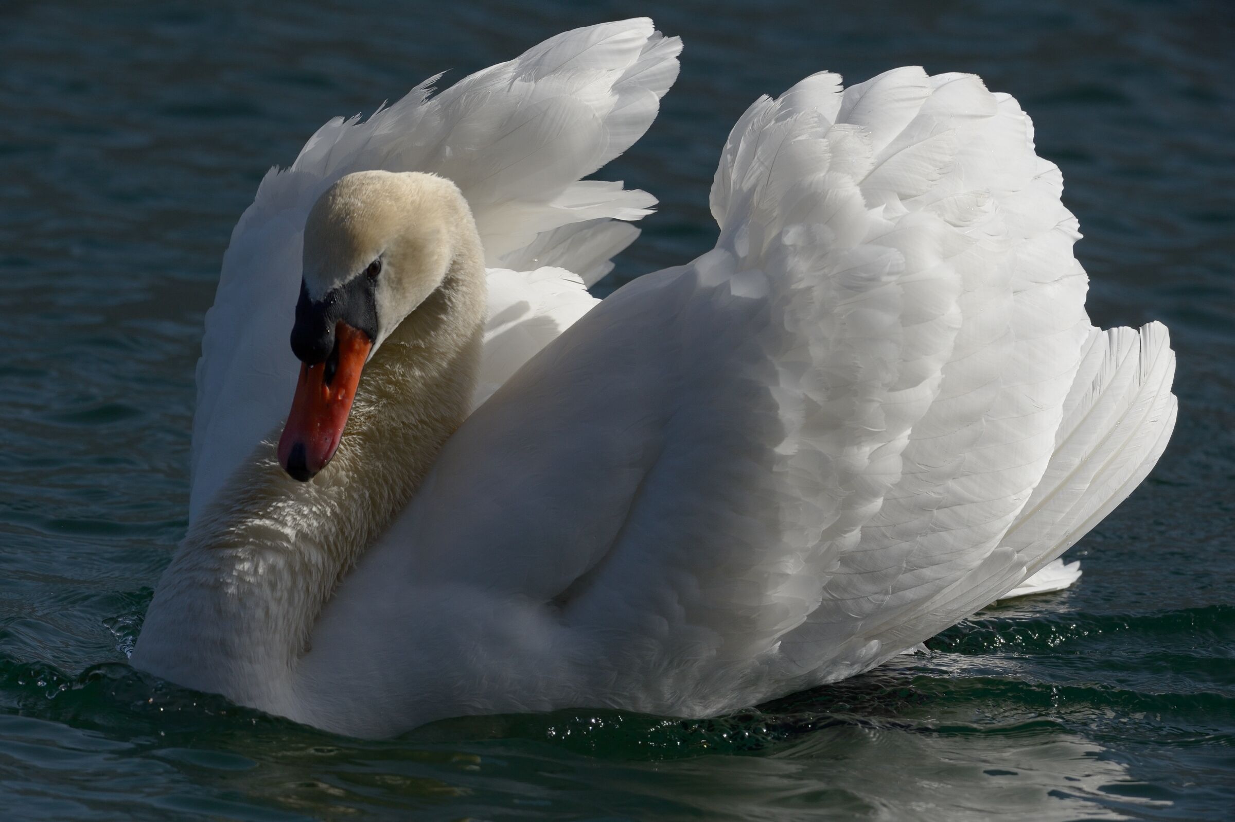 Royal Swan (Cygnus olor)