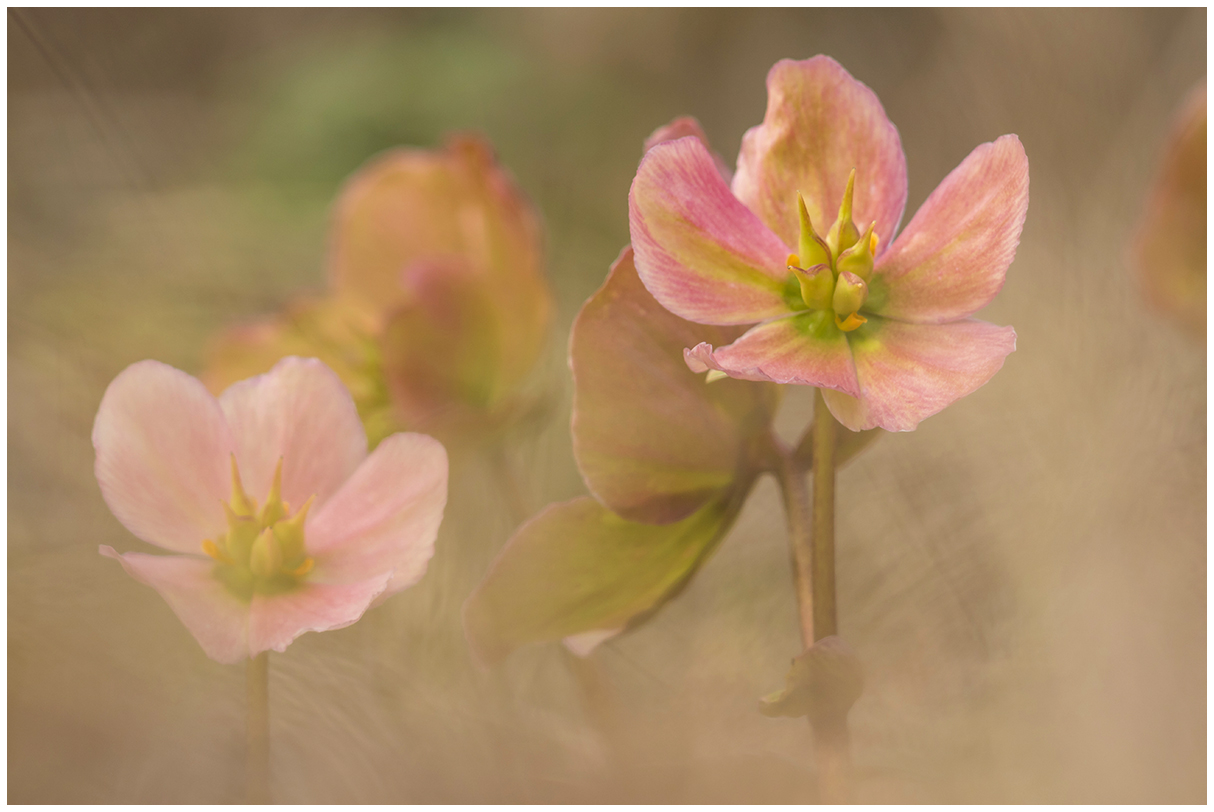 Helleborus as a painting
