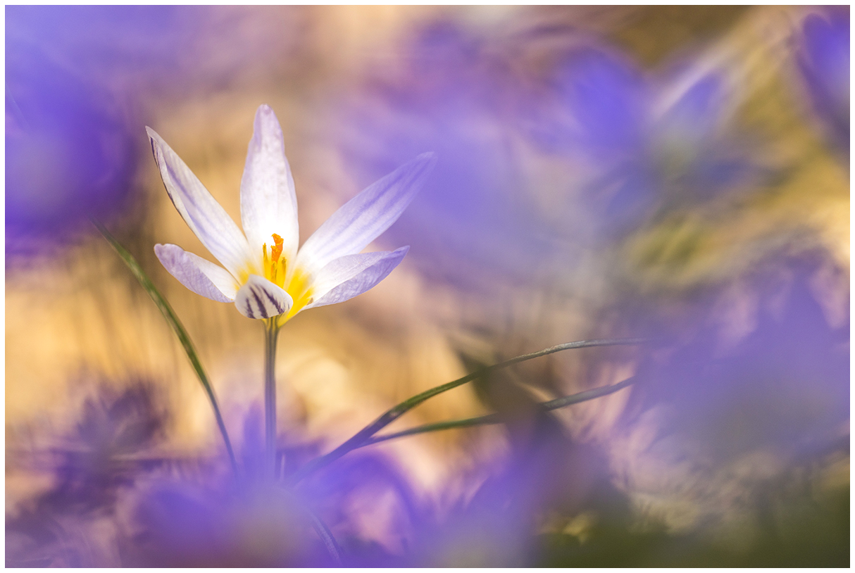 Crocus...