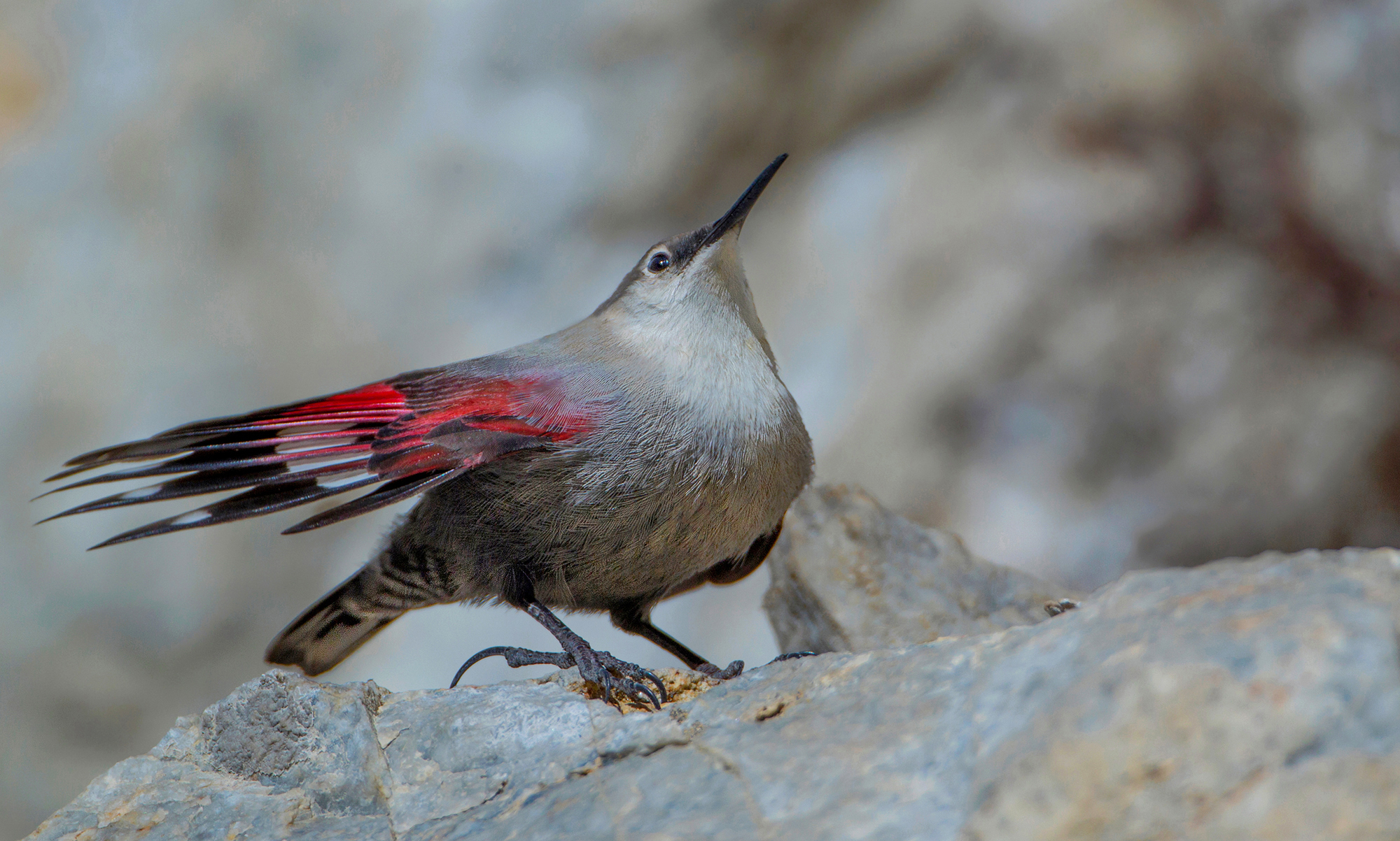 il rosso delle ali, picchio muraiolo