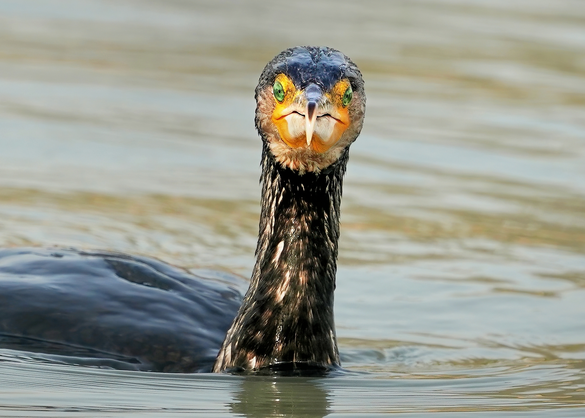 Cormorano (Phalacrocorax carbo)