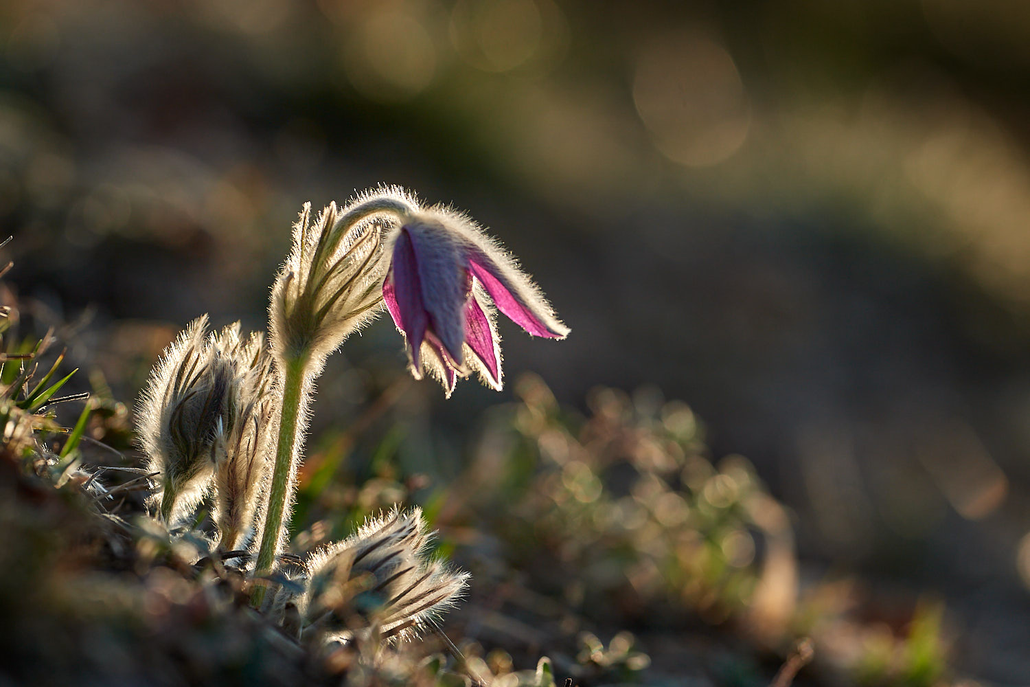 Pulsatilla alle prime luci
