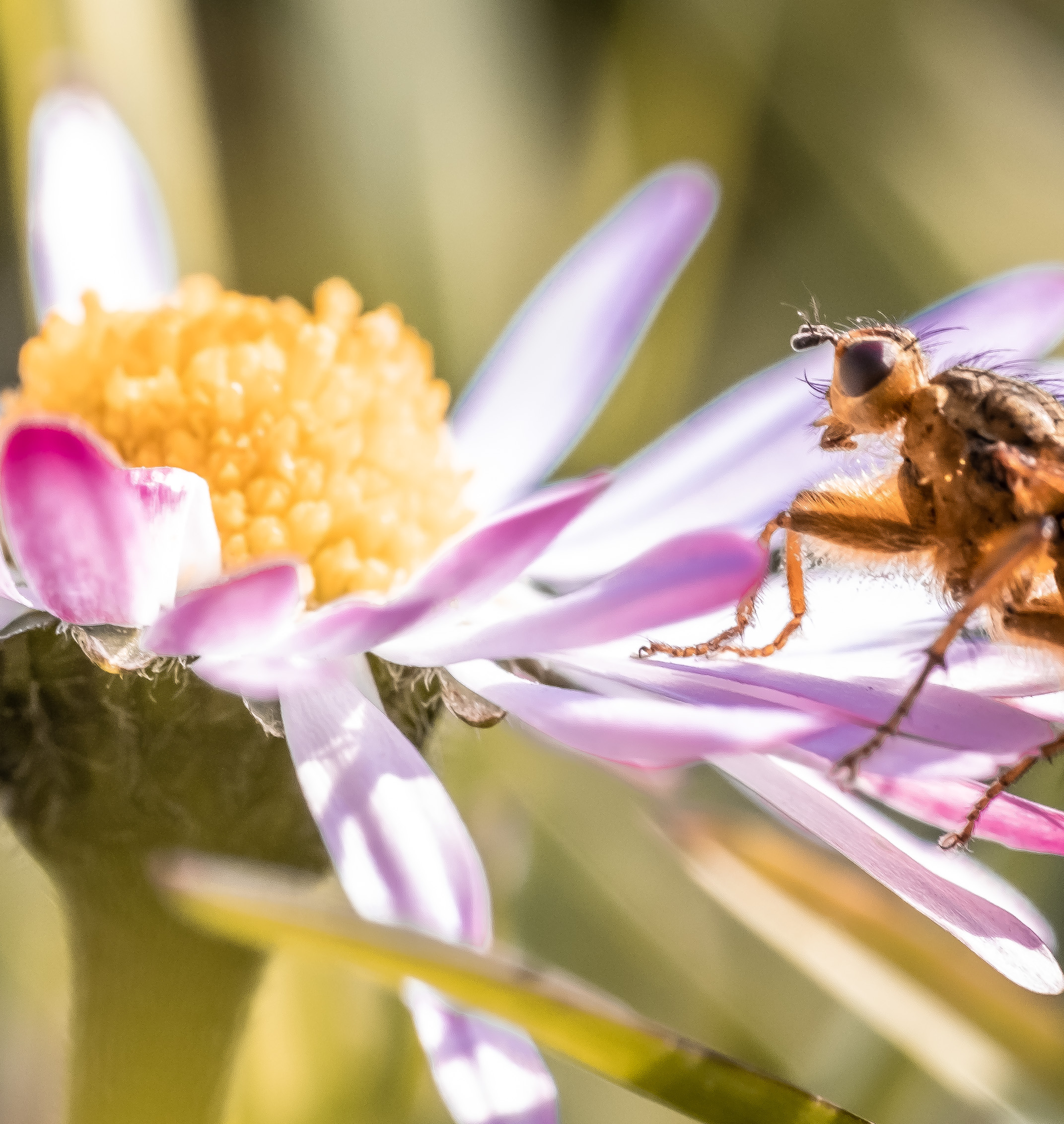 Margherita and guest