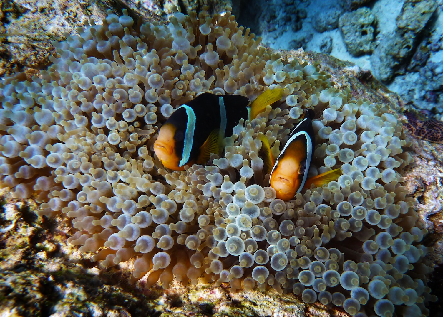 clown fish