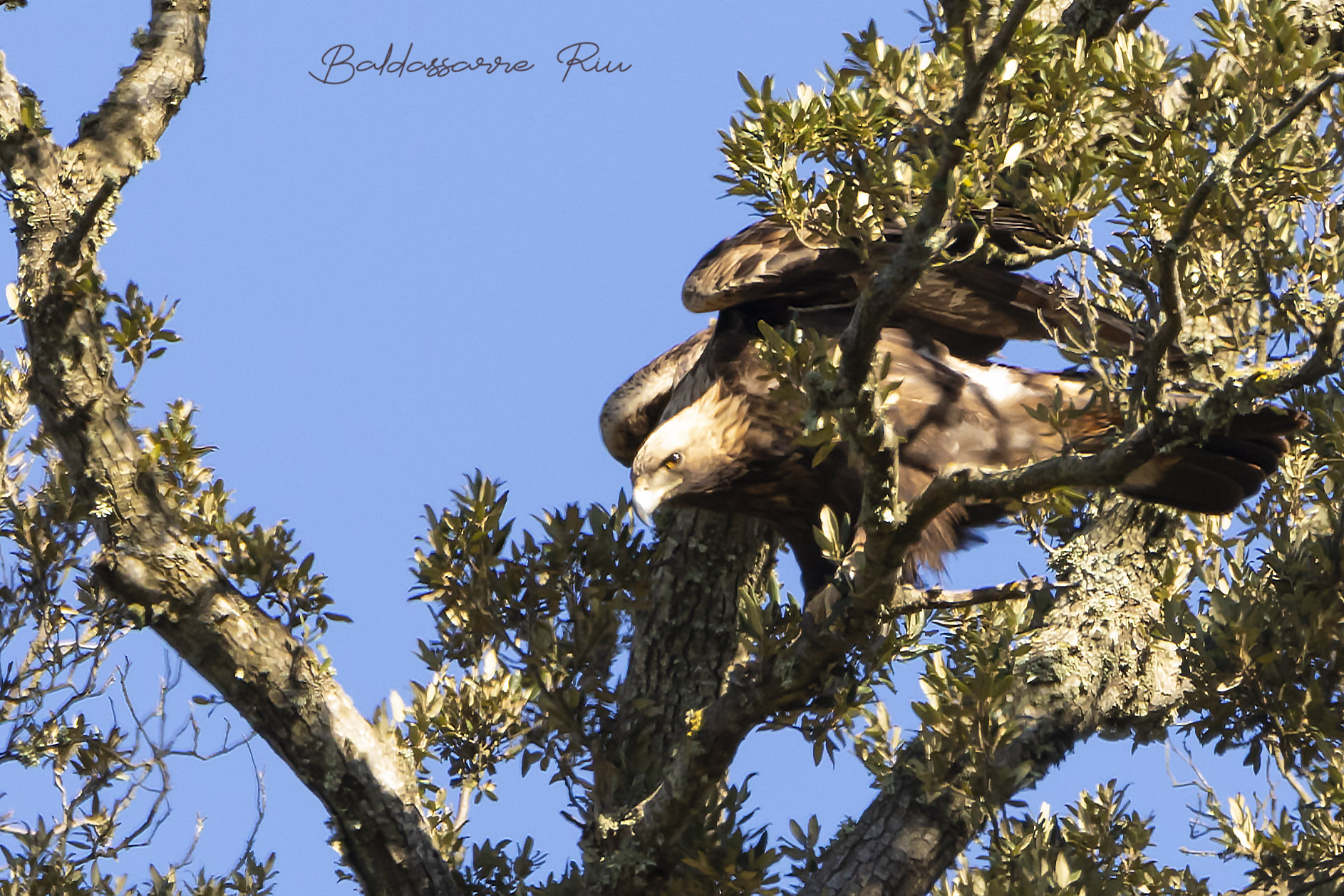 Aquila alberata