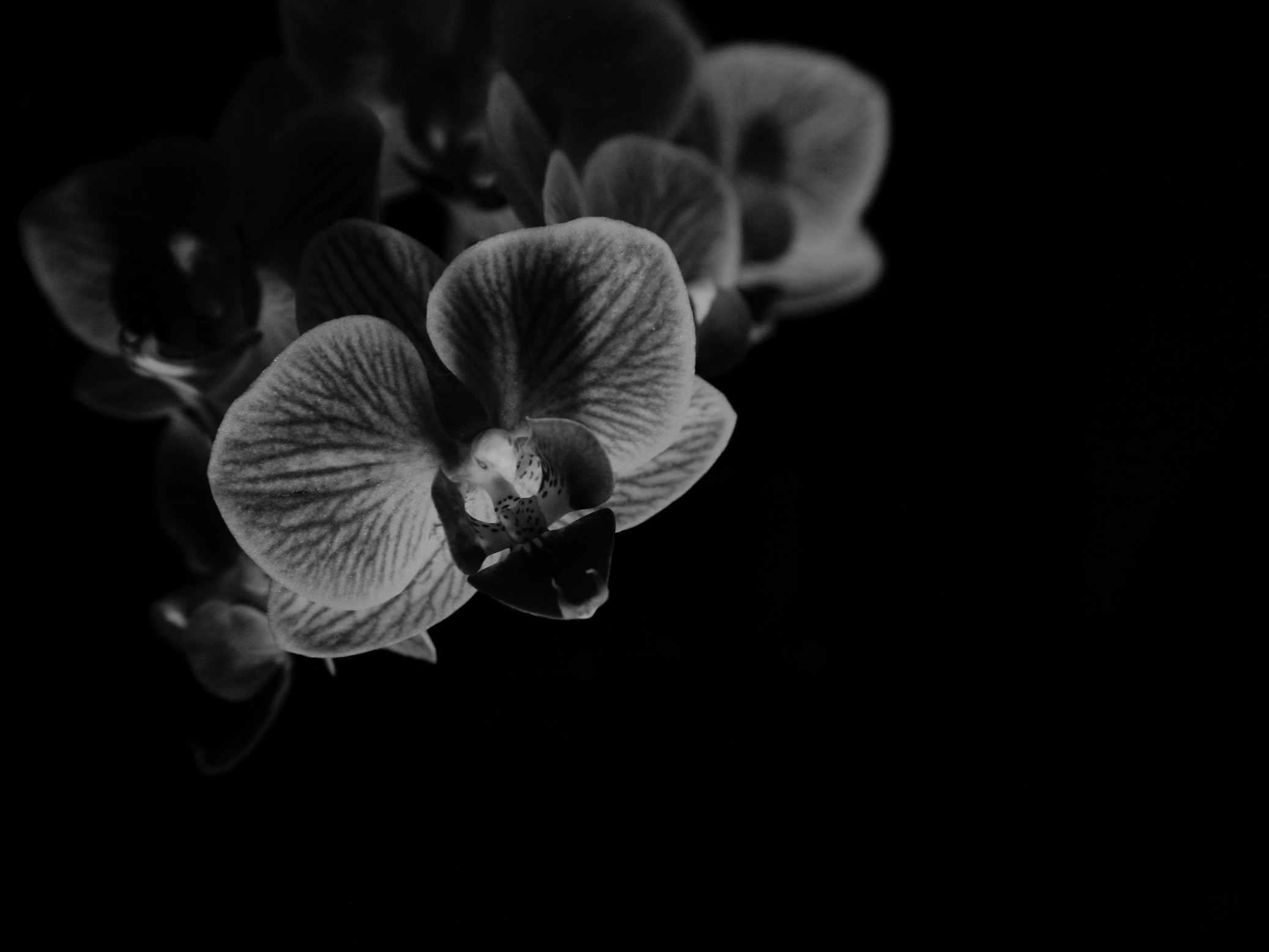 Little Orchid, New Year