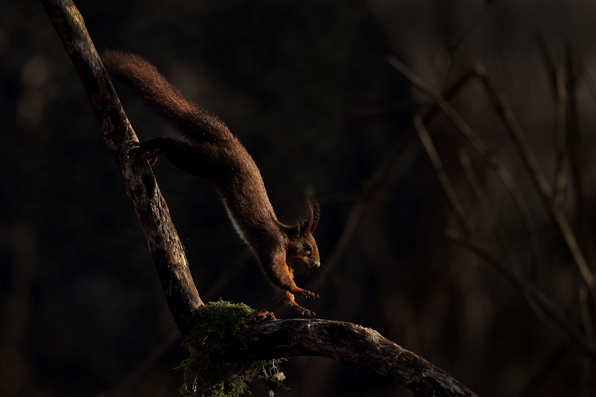 Red squirrel