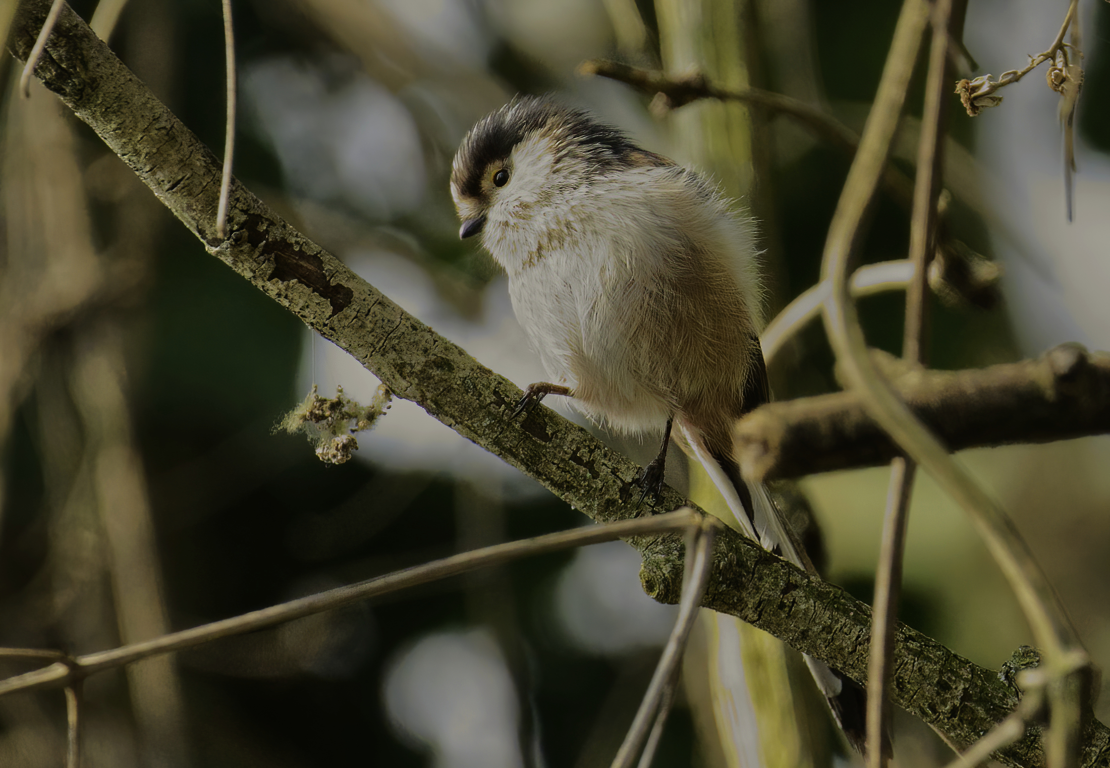 Il codibugnolo sempre tenero