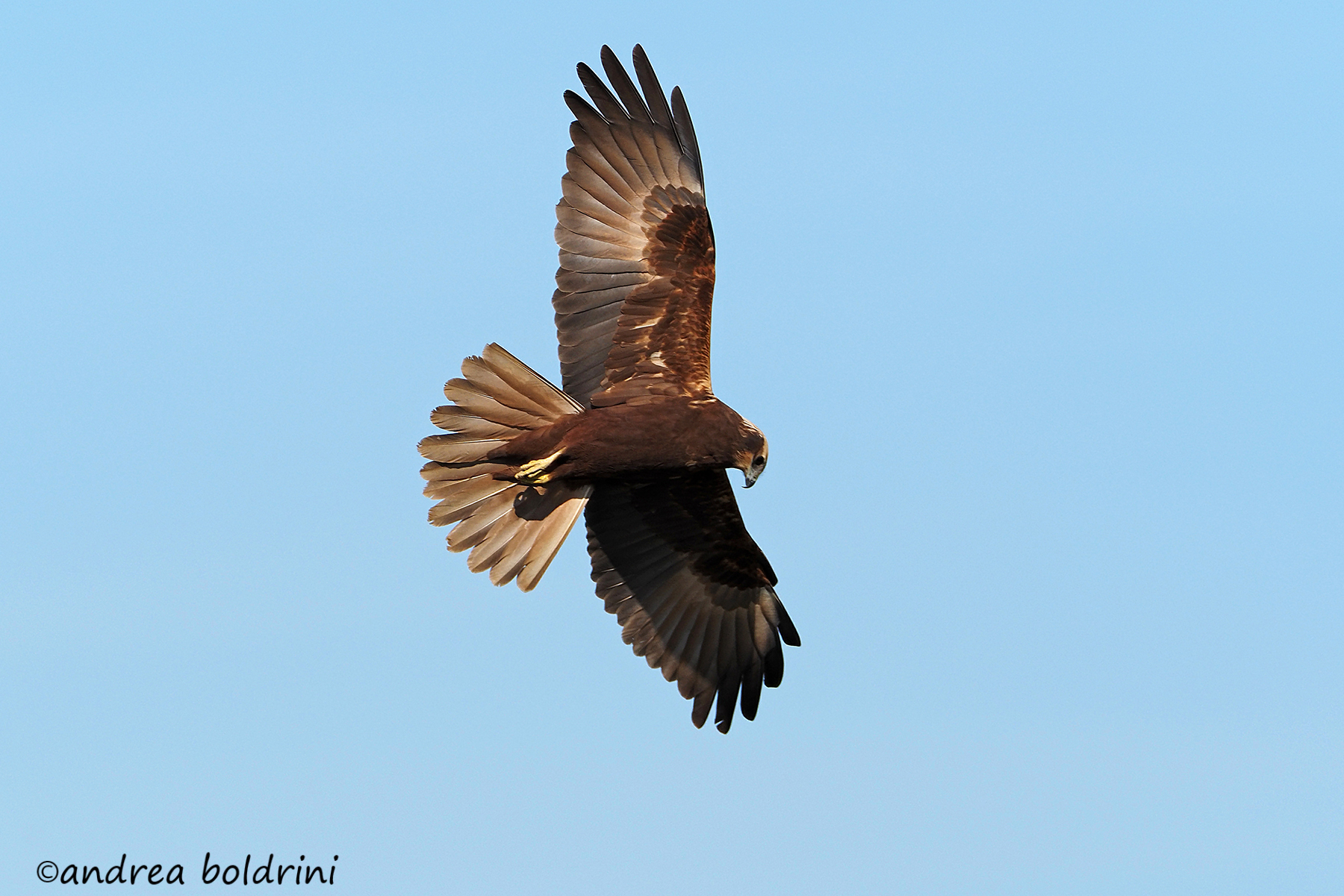 Marsh Falcon