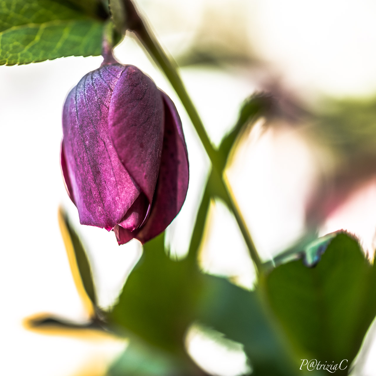 __girovagando...in giardino__(2)