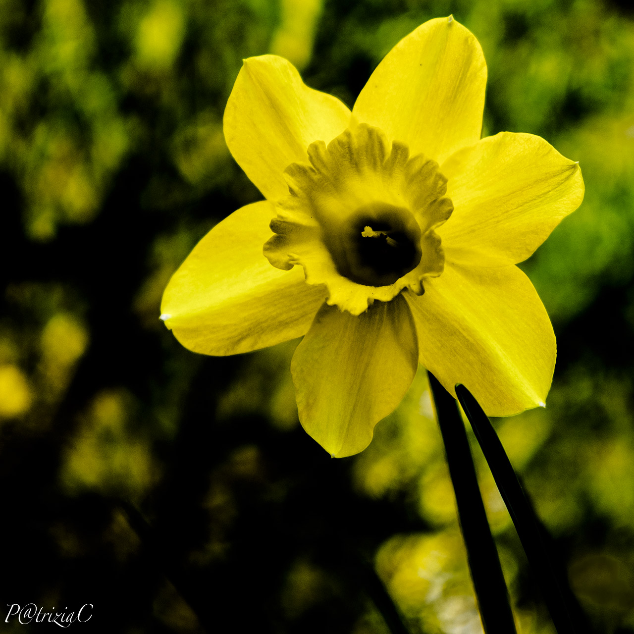 __girovagando...in giardino__(3)