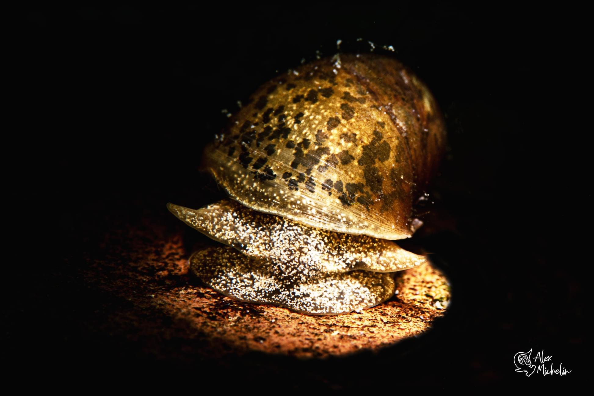 Golden snail
