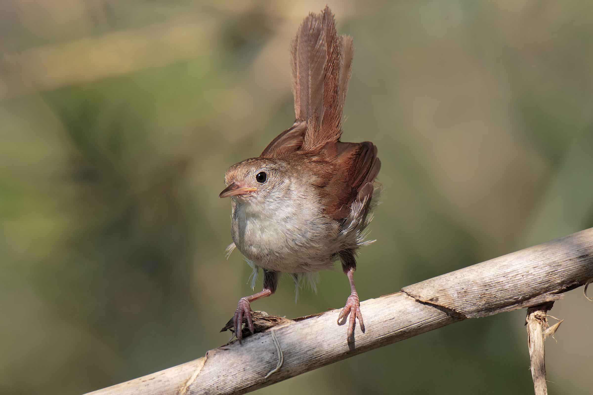 River Nightingale