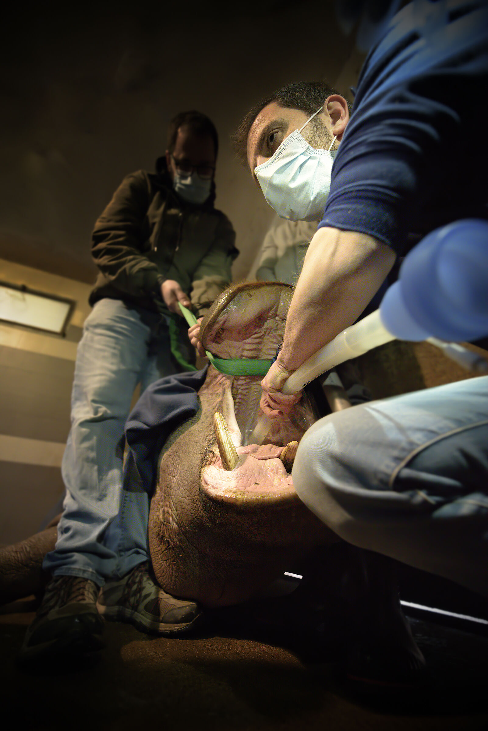 Intubating a Hippopotamus