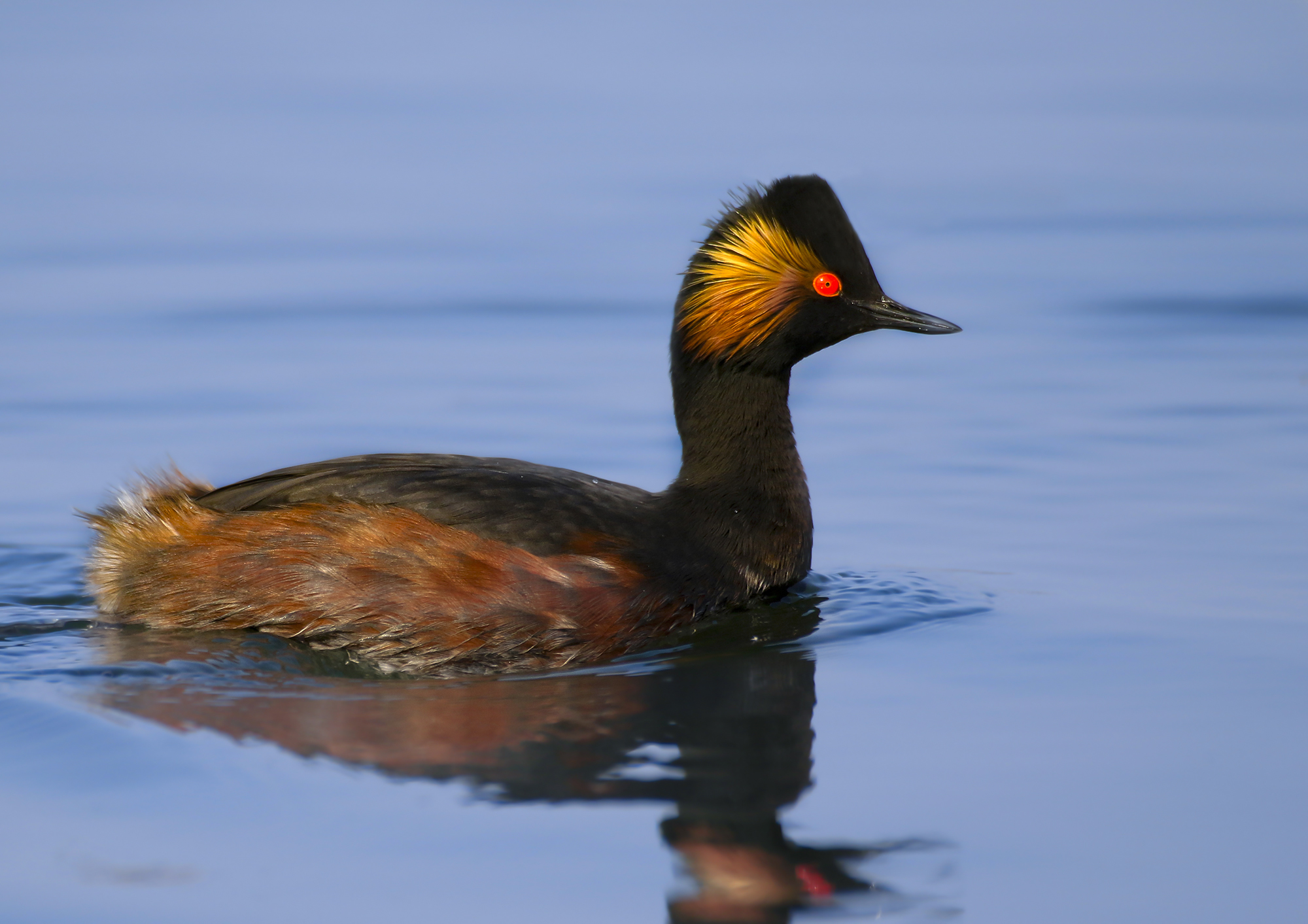 black is black, svasso piccolo in livrea nuziale