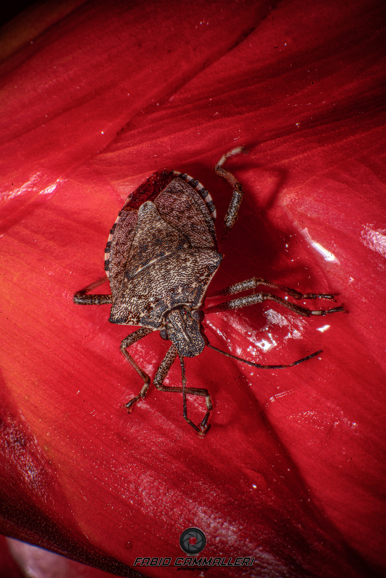 Macro Asian Bedbug