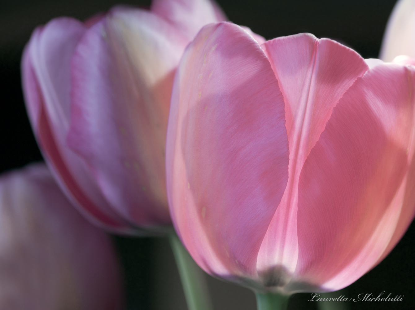the flower