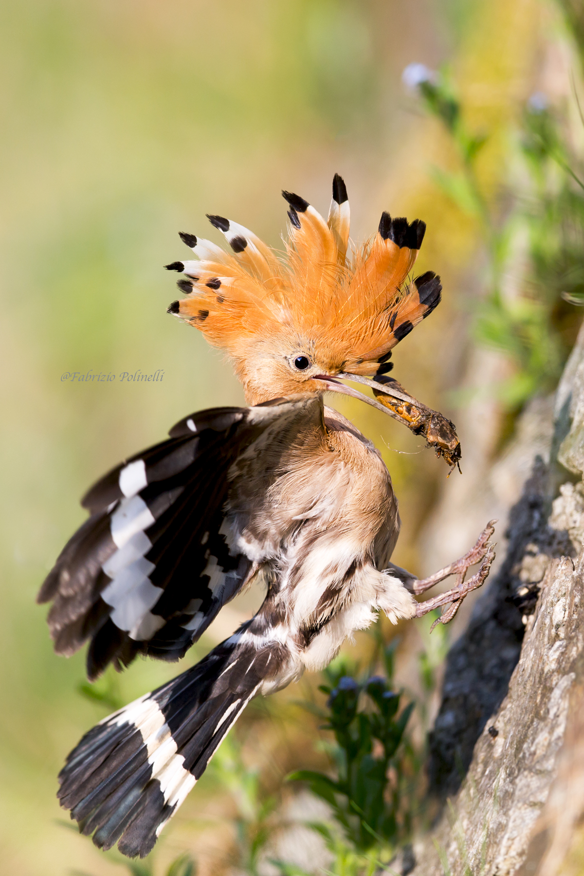 Upupa con Grillo talpa