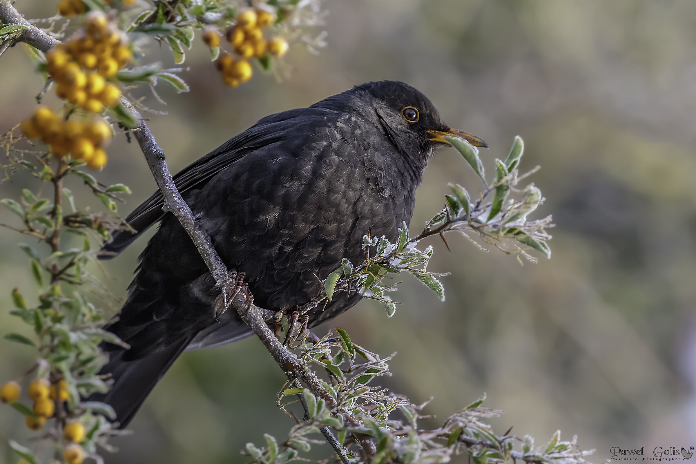 Merlo comune invernale (Turdus merula)