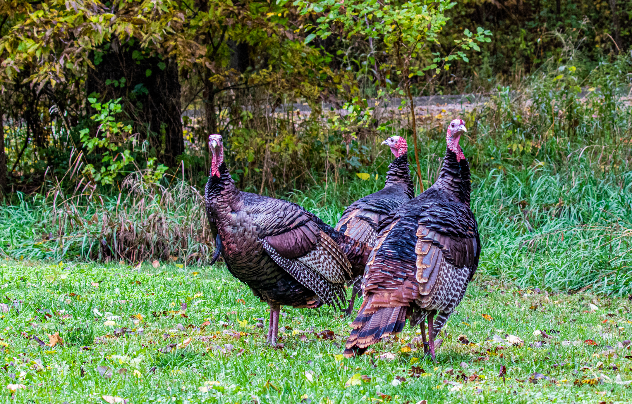Wild Turkeys, Roaming National Park.