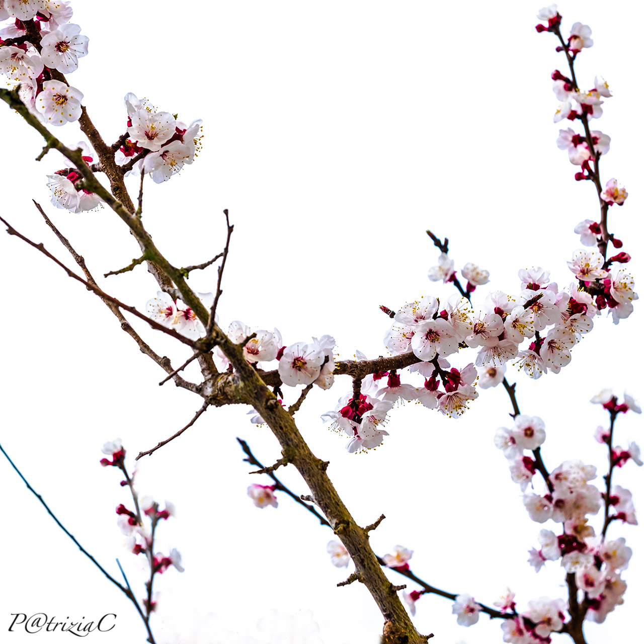 __girovagando...in giardino__(4)