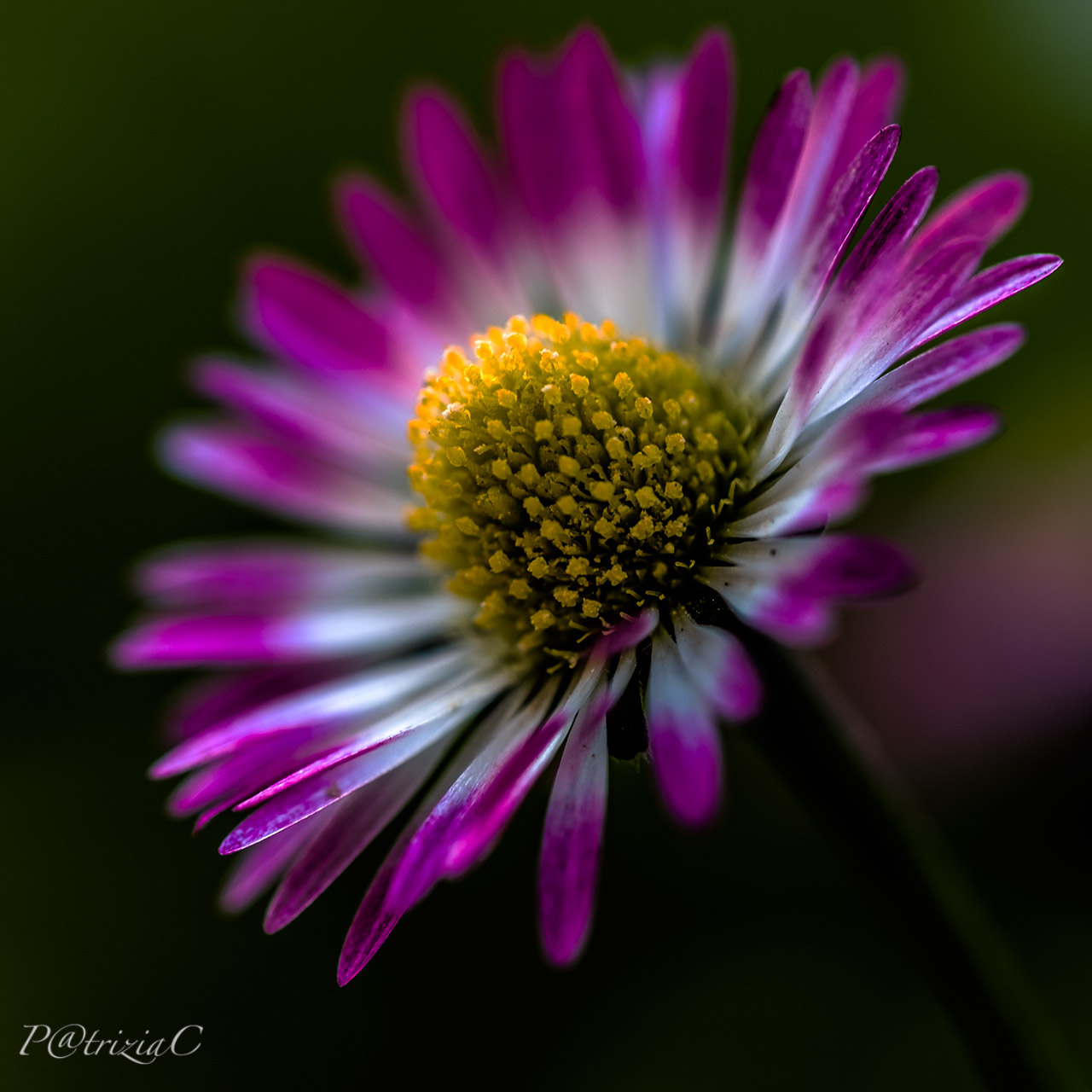 __girovagando...in giardino__(5)