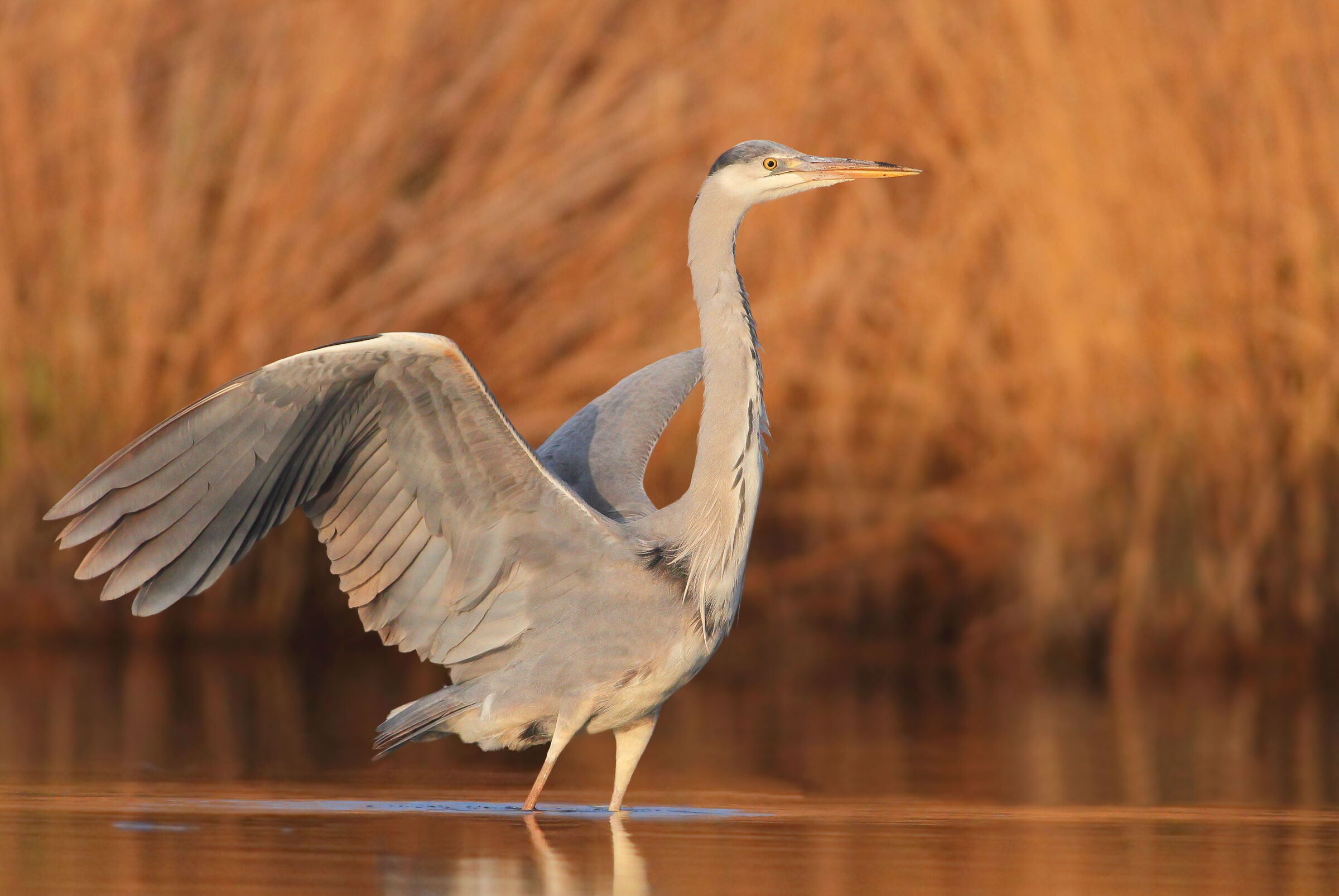 Gray heron