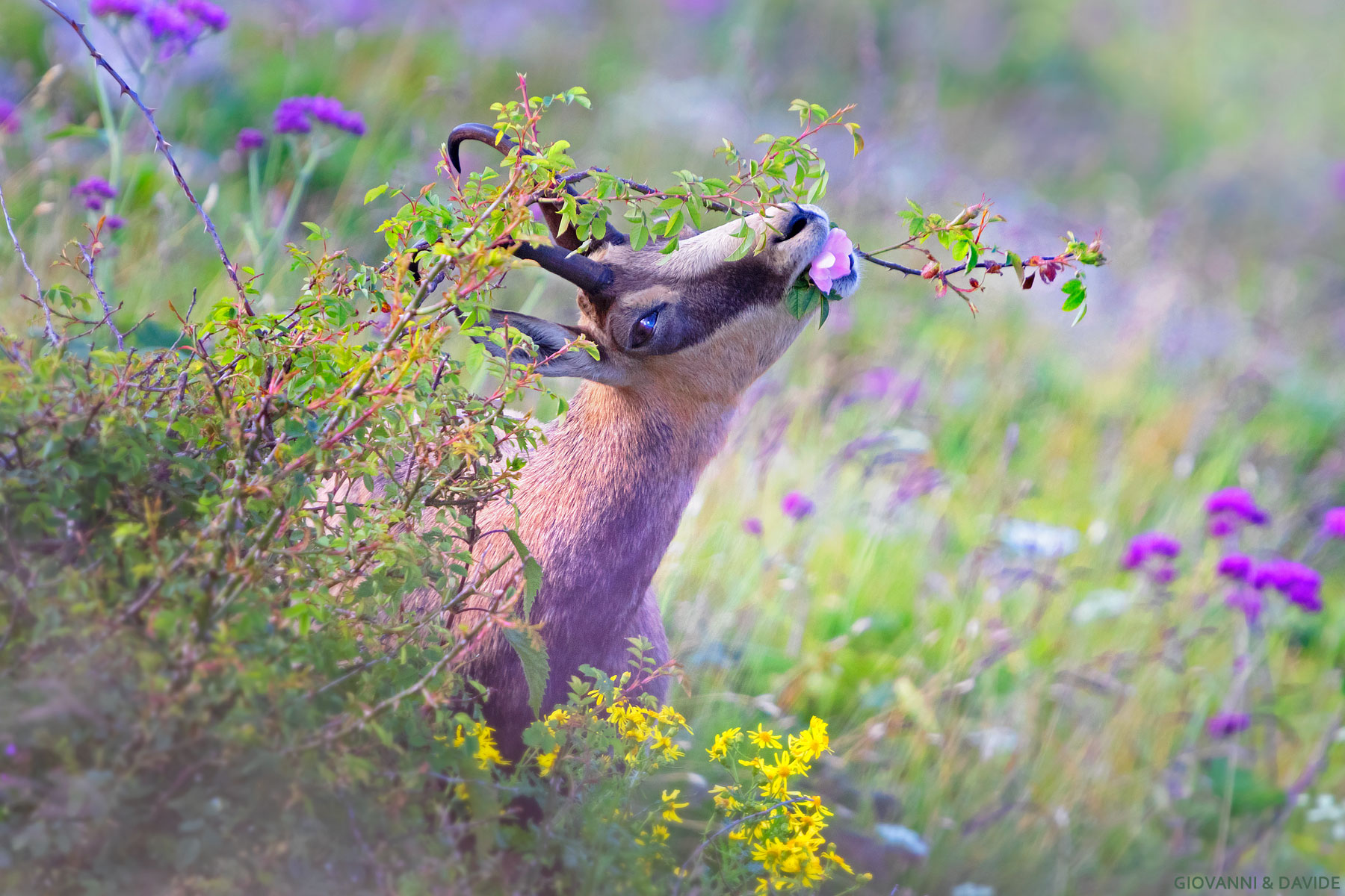 ...addio fior di rosa...