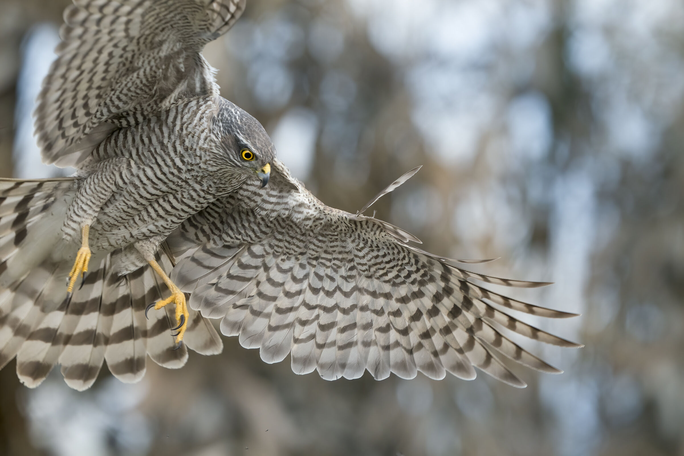 sparviero con preda  capanno fotografico di Massumatico
