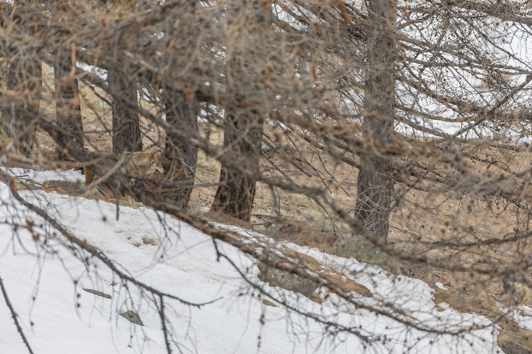 Questa volta in 5...