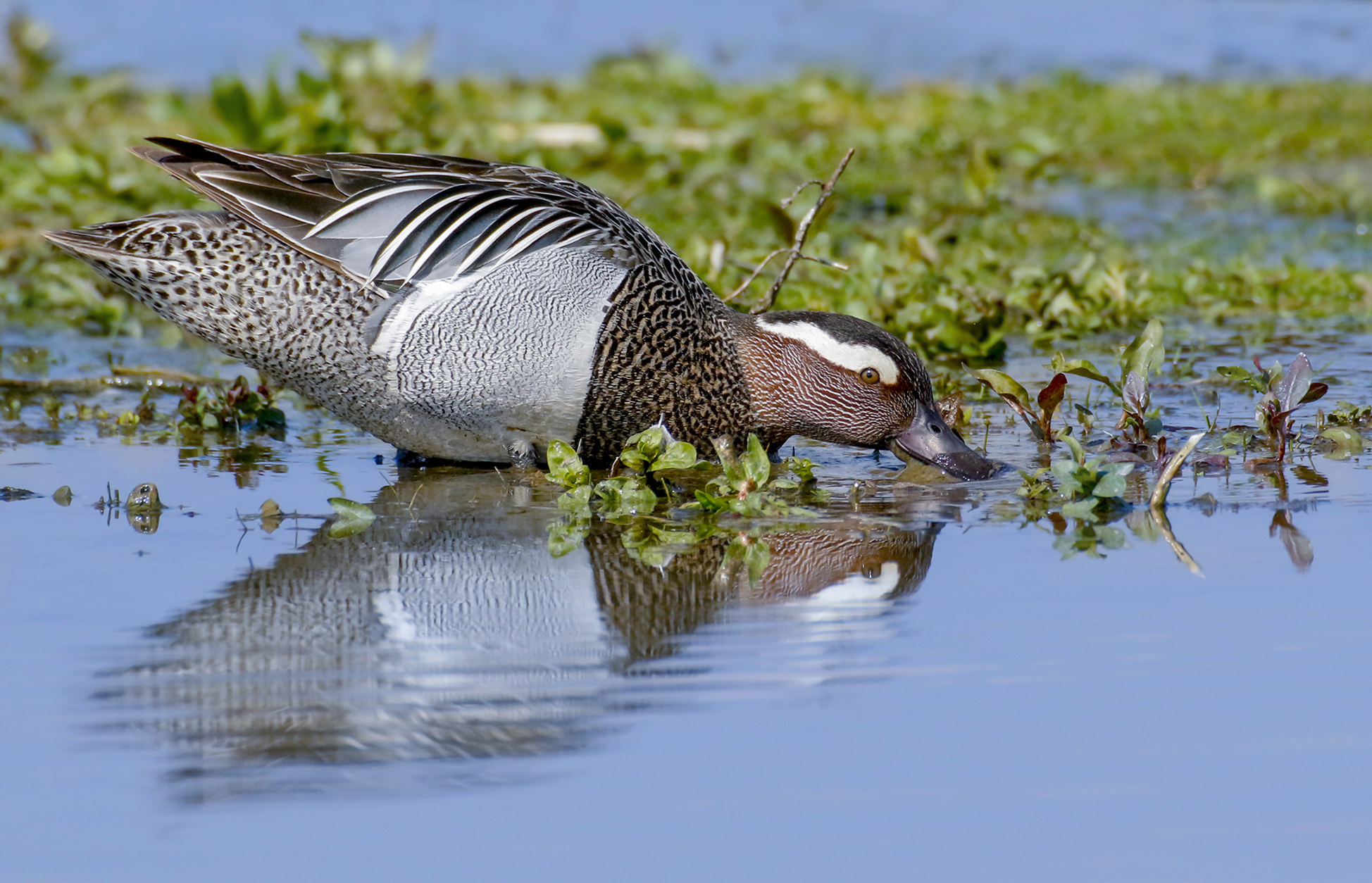 I regali di marzo, marzaiola