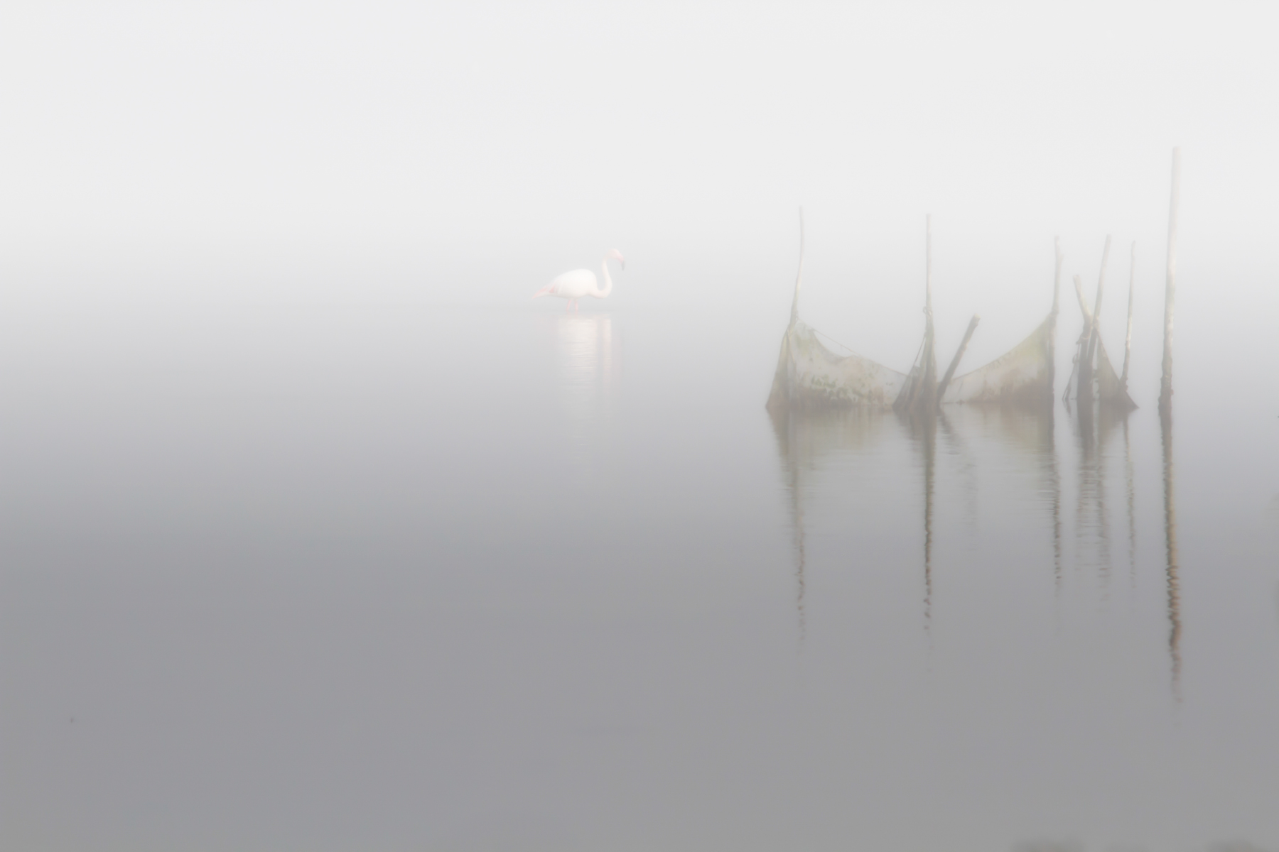 Nebbia nelle Valli di Comacchio (Fe)
