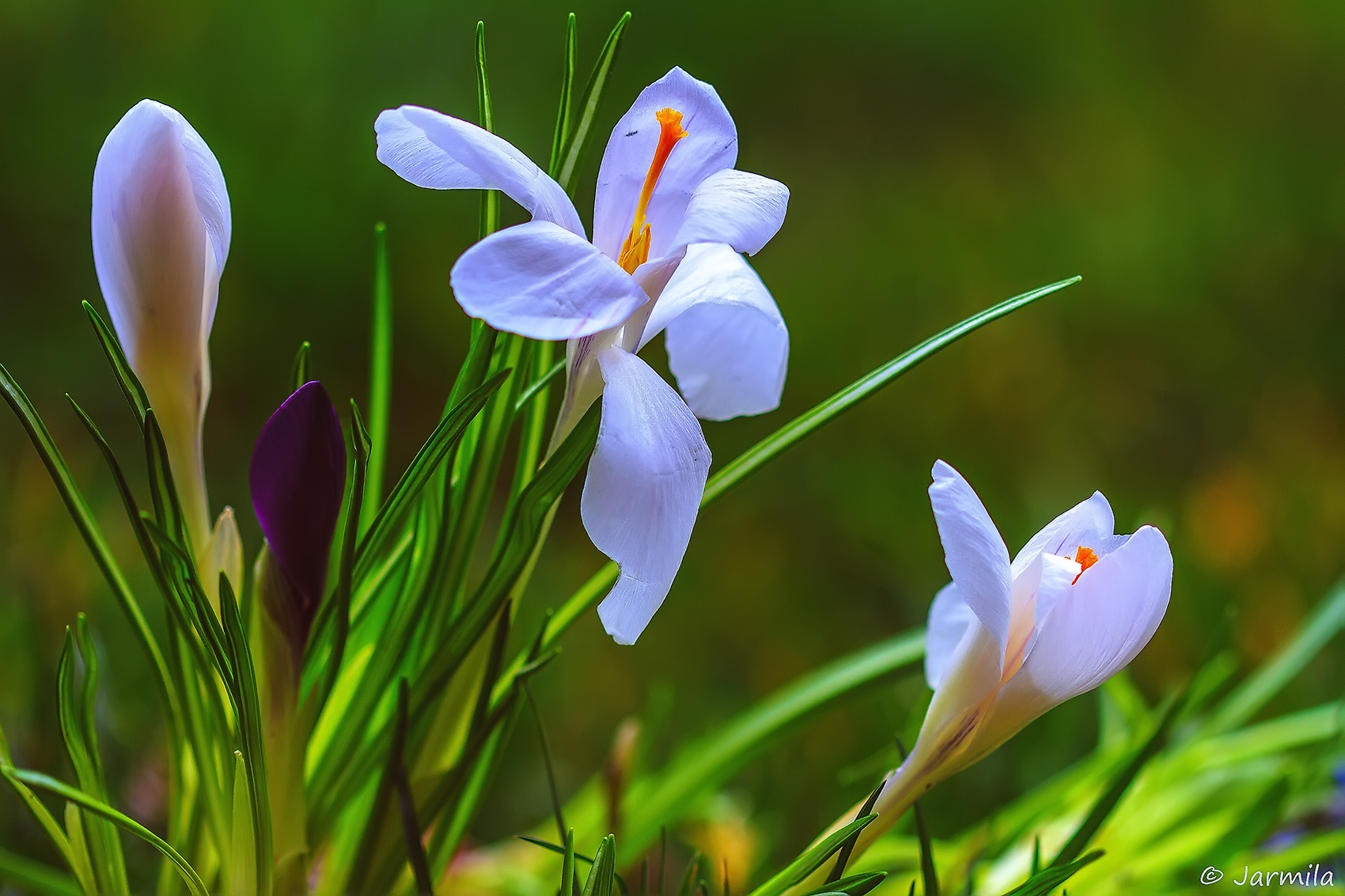 Il richiamo della primavera