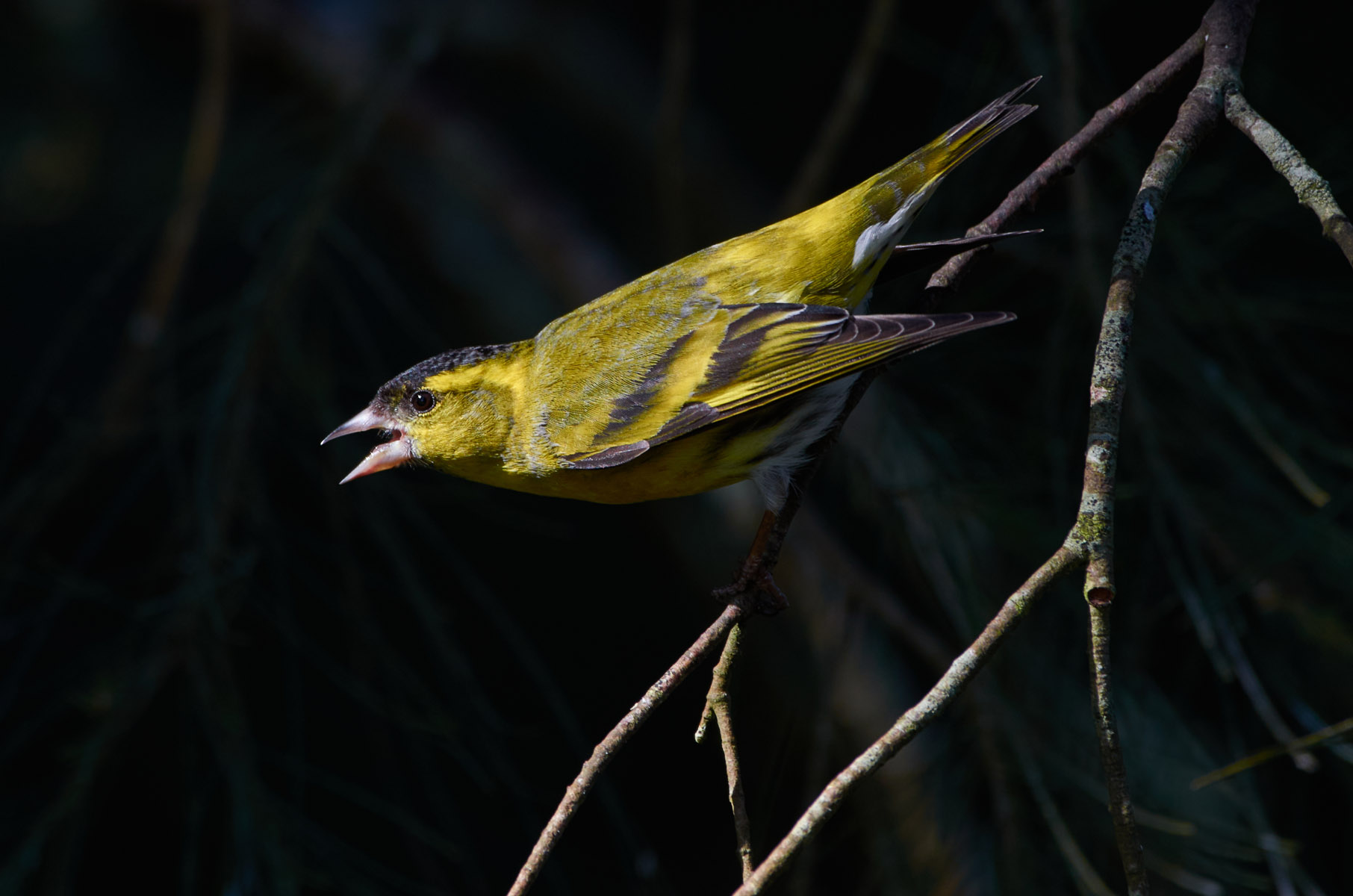 Eurasian siskin