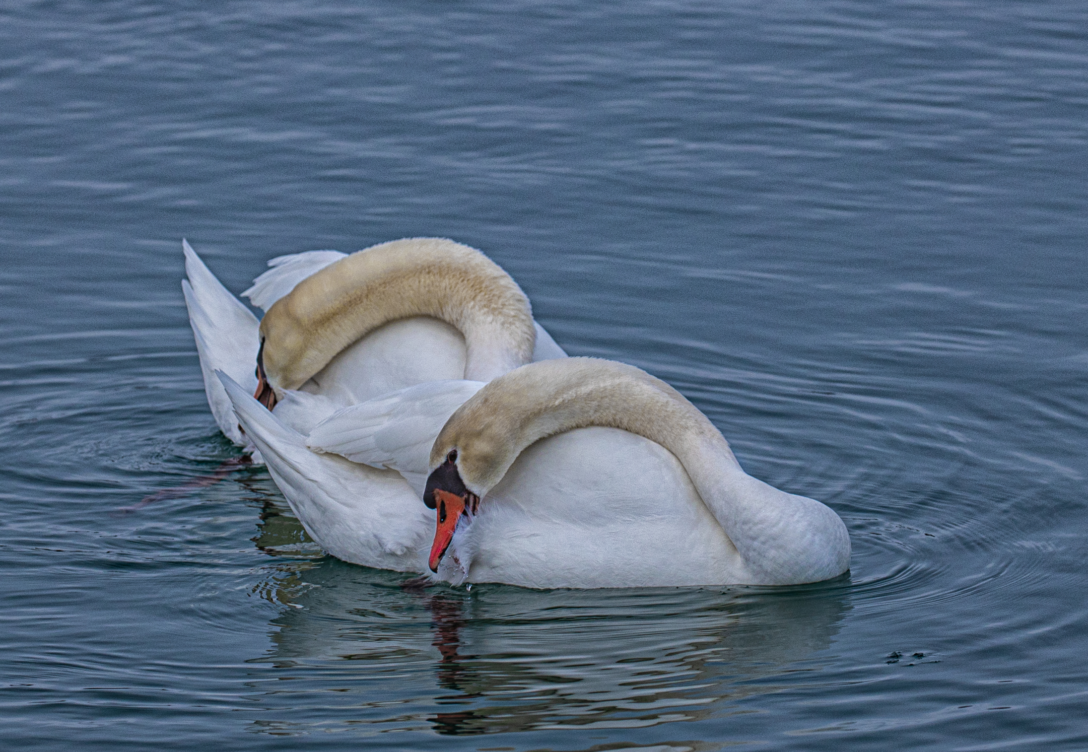 Mute Swans, swimming in-sync.