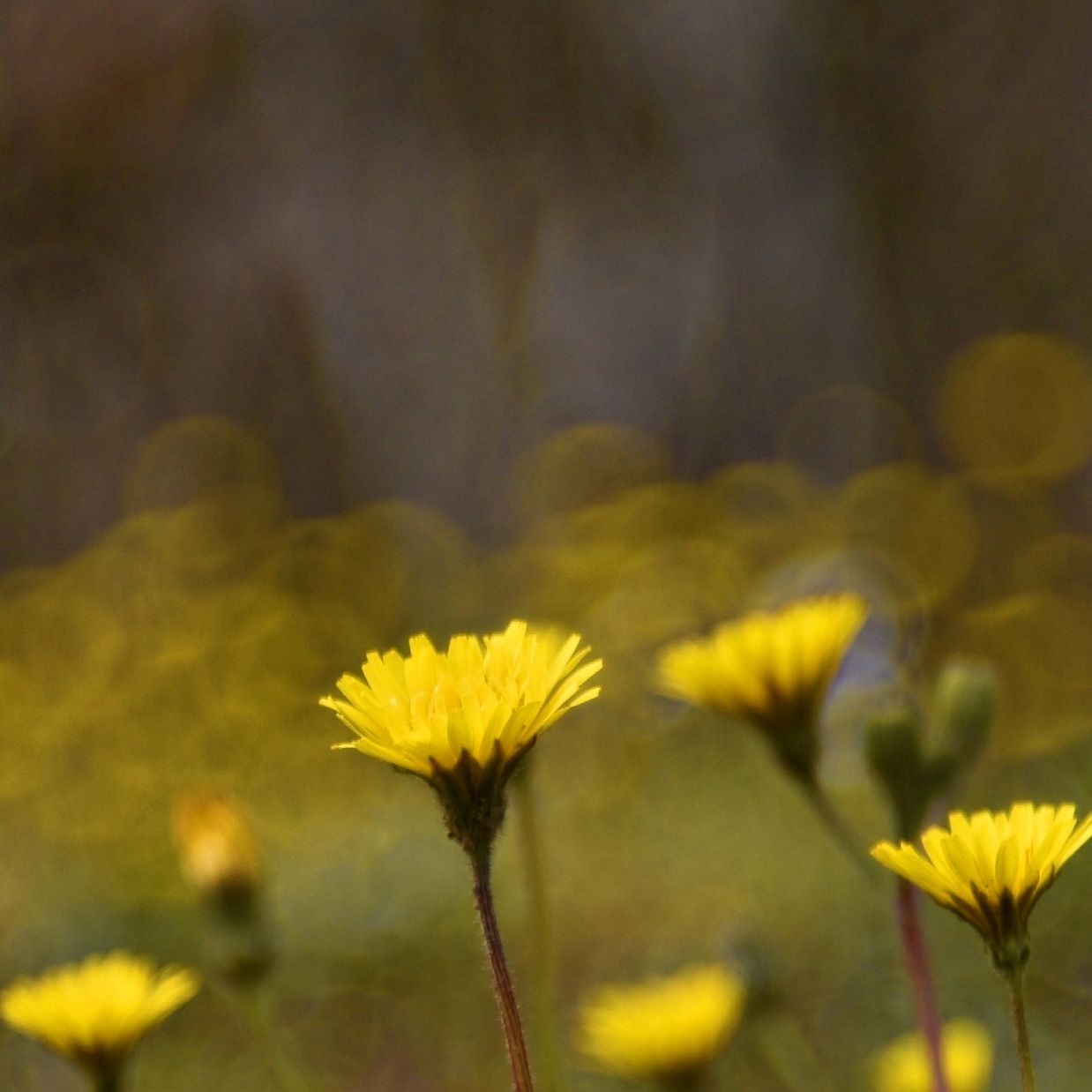 A golden field
