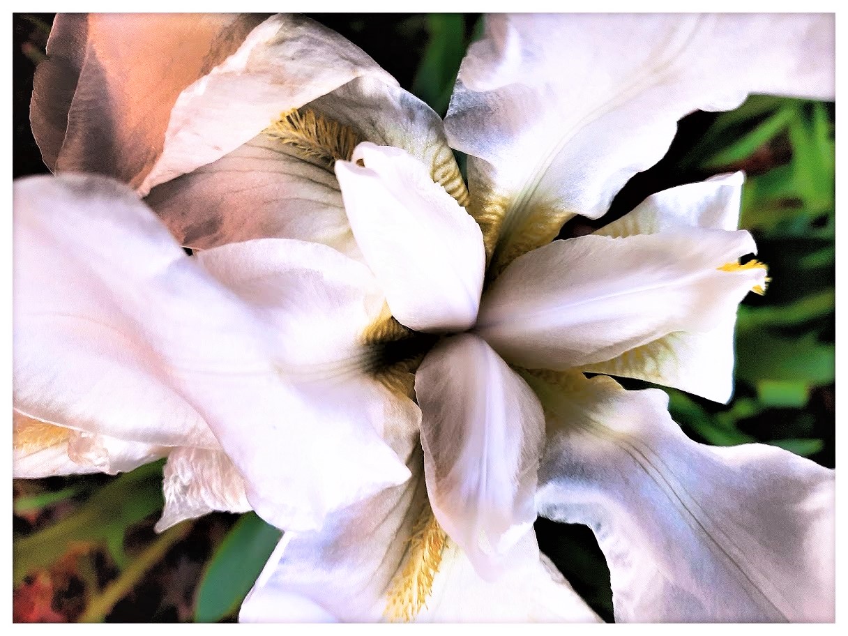 Iris