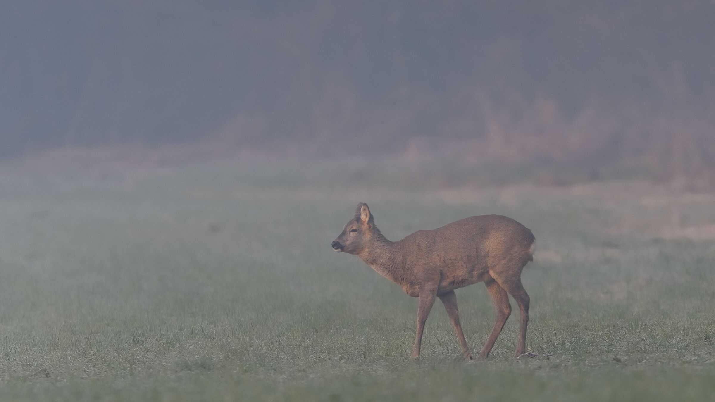 Roe deer in the haze