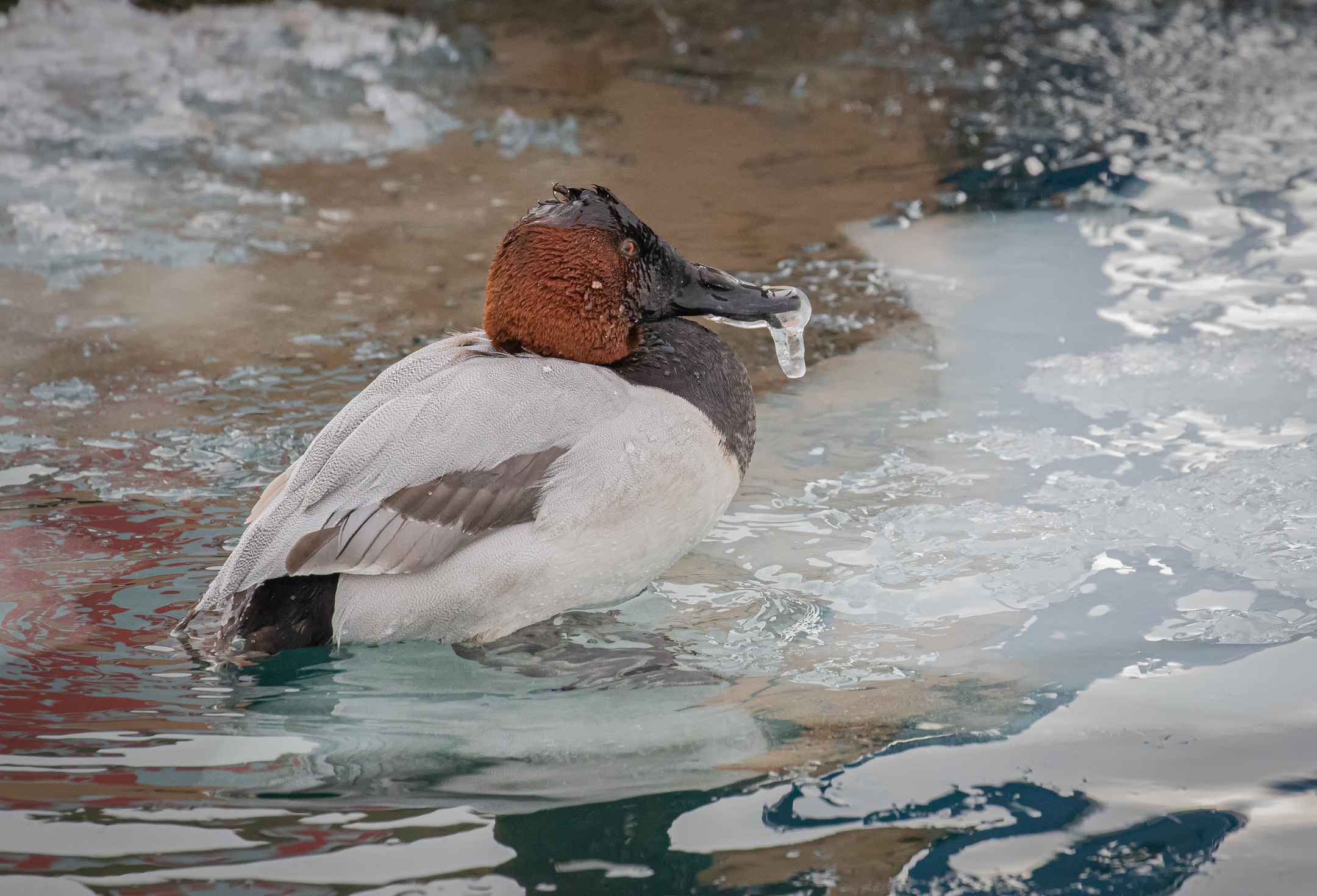 Canvasback Duck,waiting for warmer weather.