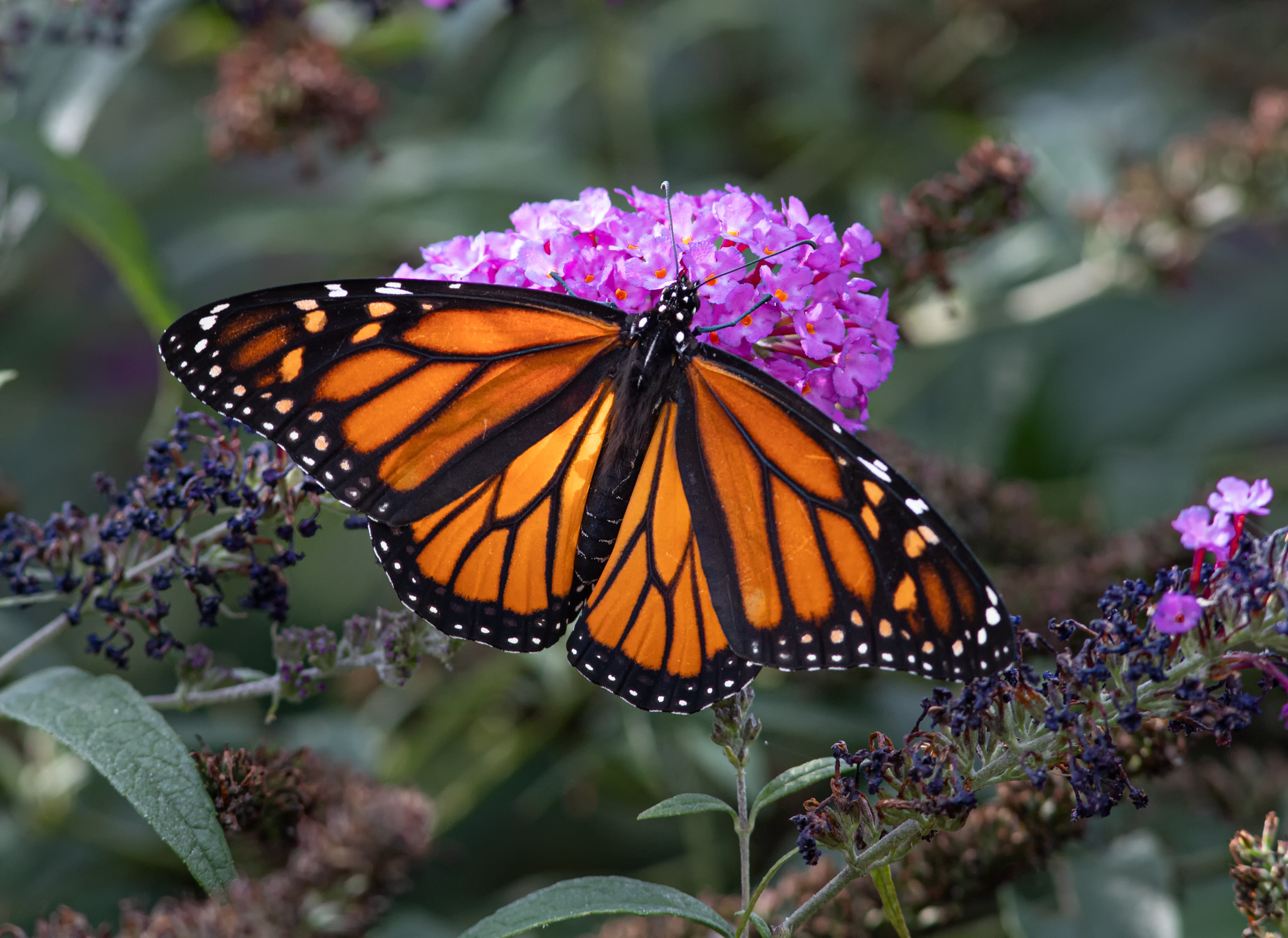Monarch Butterfly