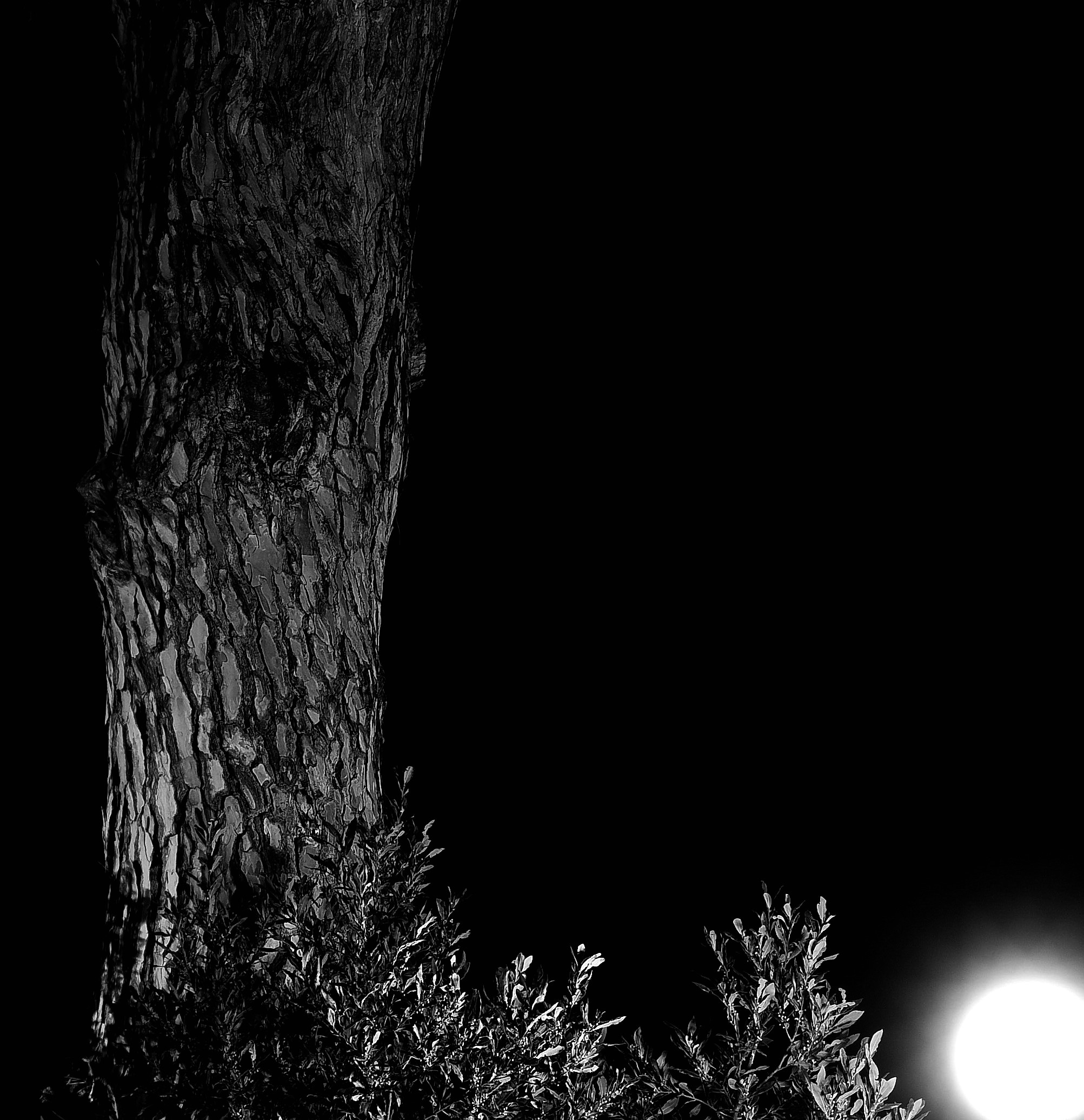 I thought it was moon. instead it was lamppost