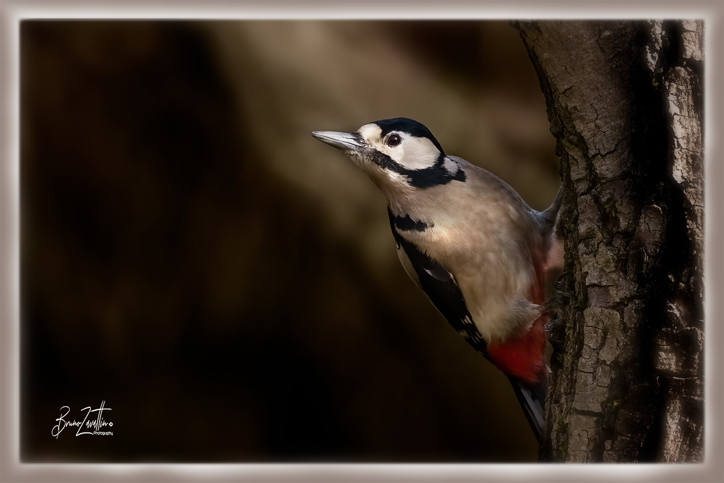 Picchio rosso maggiore "Dendrocopos major"