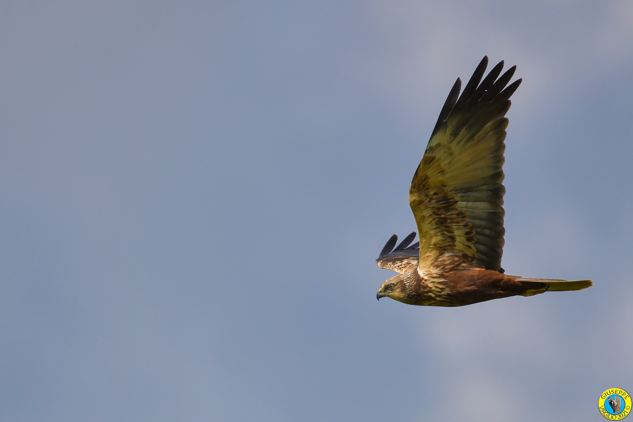 Falco Di Palude (Sardegna) 2021