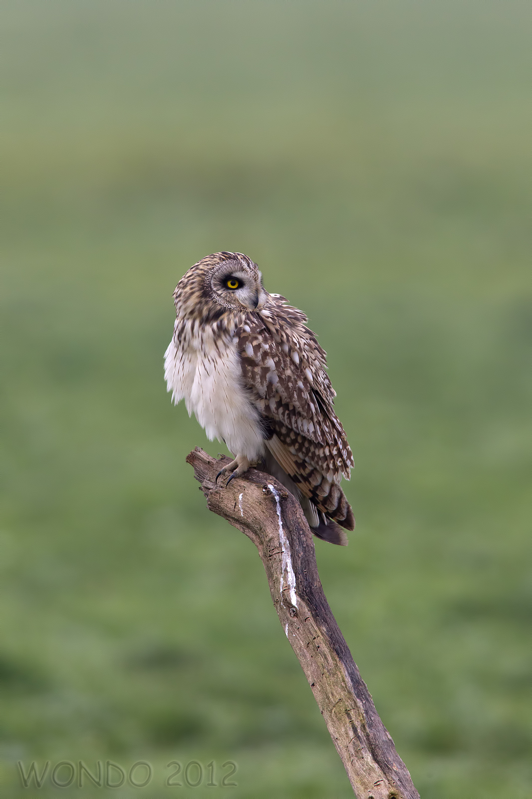 eared owl posing
