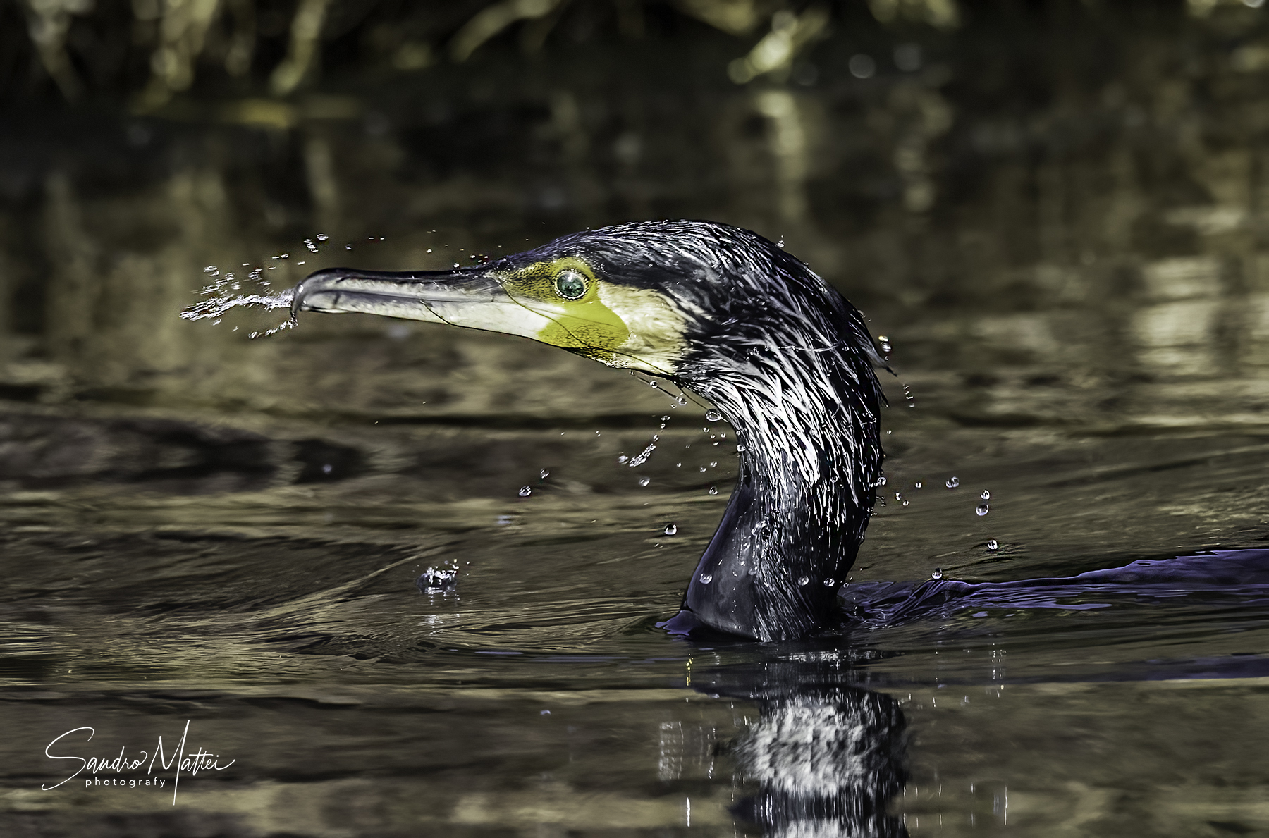 Cormorano (.....ritratto con scrollatina....)
