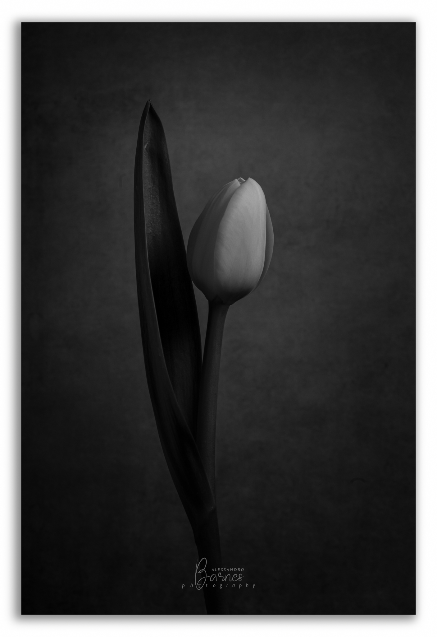 Tulipano in abito da sera