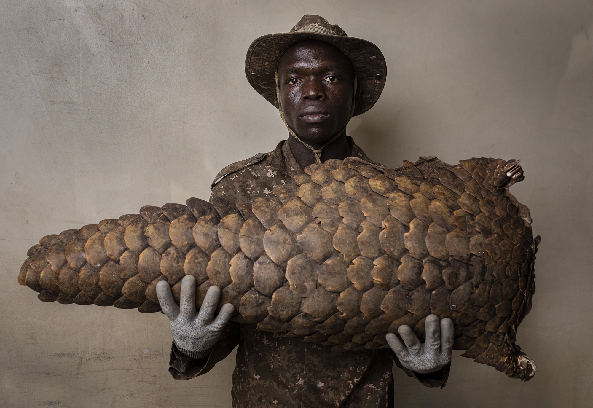 Endangered pangolin